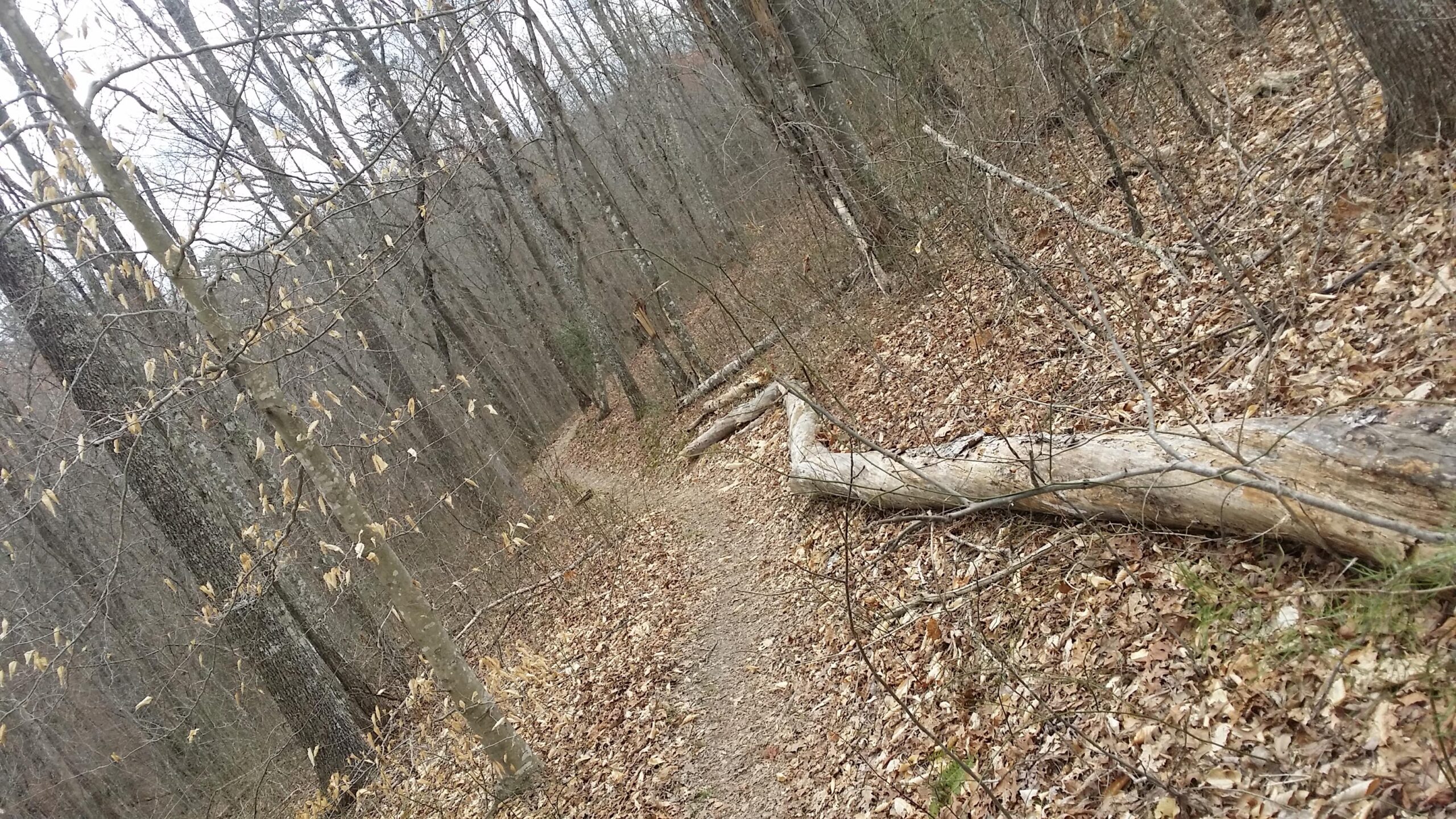 A winding dirt trail through a forest, surrounded by bare trees and scattered fallen leaves. Several logs lie along the path, indicating natural obstacles in this serene woodland setting. Sheltowee Trace - Laurel Lake Trail mountain bike trail.