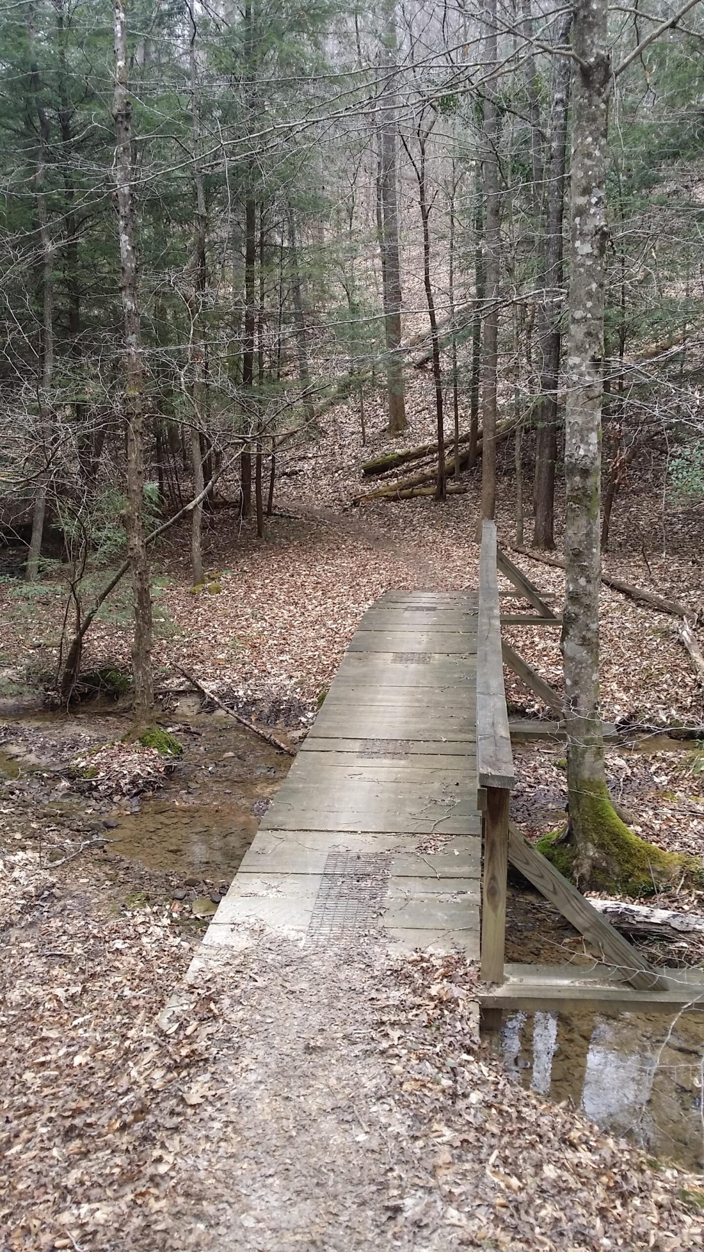 A wooden footbridge crossing a small stream in a quiet, wooded area. The ground is covered in dry leaves, and tall trees with sparse foliage surround the scene, creating a serene natural environment. Sheltowee Trace - Laurel Lake Trail mountain bike trail.