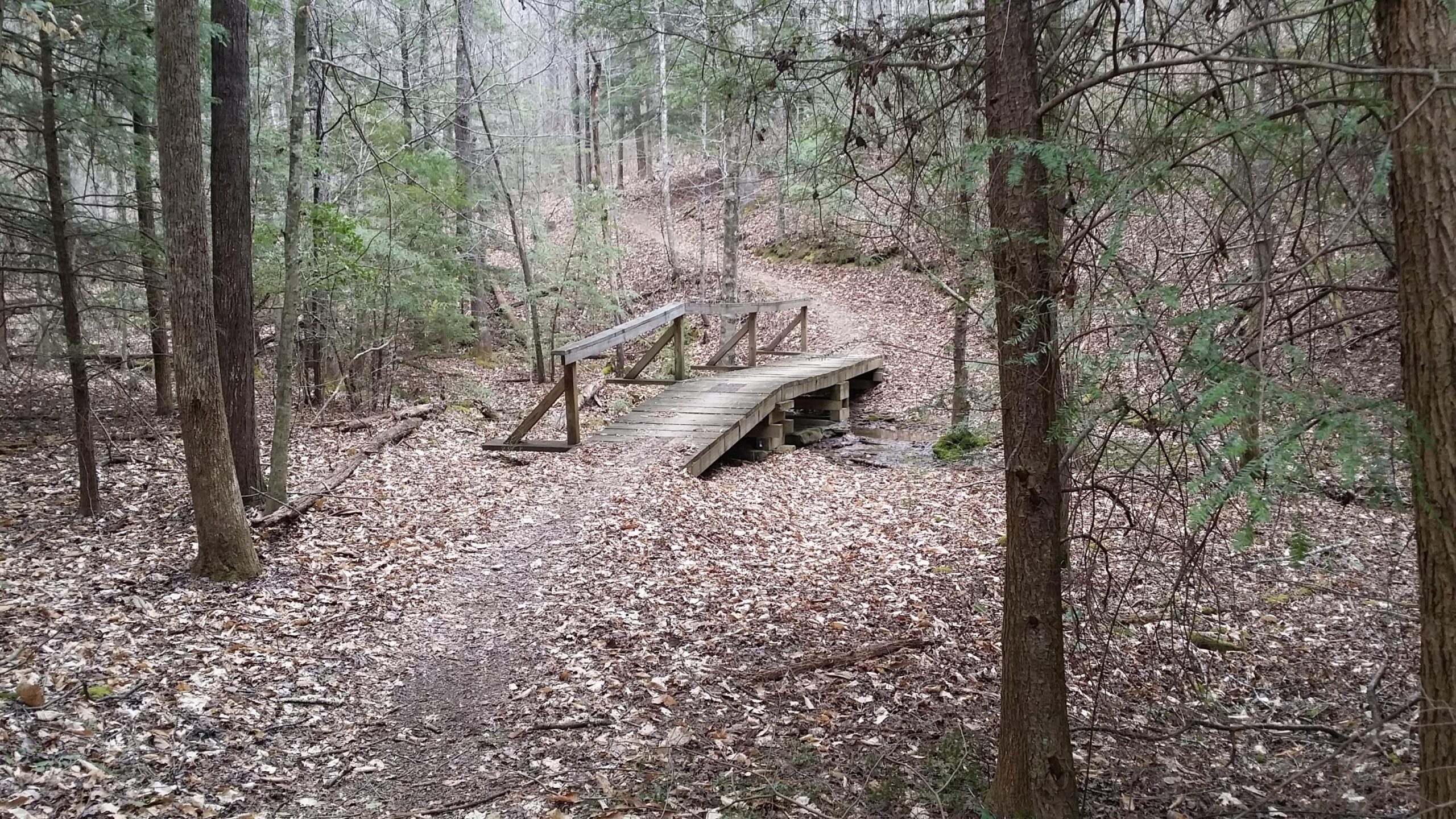 A wooden footbridge crosses a small stream in a dense forest. The ground is covered with fallen leaves, and tall trees surround the path leading into the woods. The scene is tranquil and slightly overcast, suggesting a peaceful natural setting. Sheltowee Trace - Laurel Lake Trail mountain bike trail.