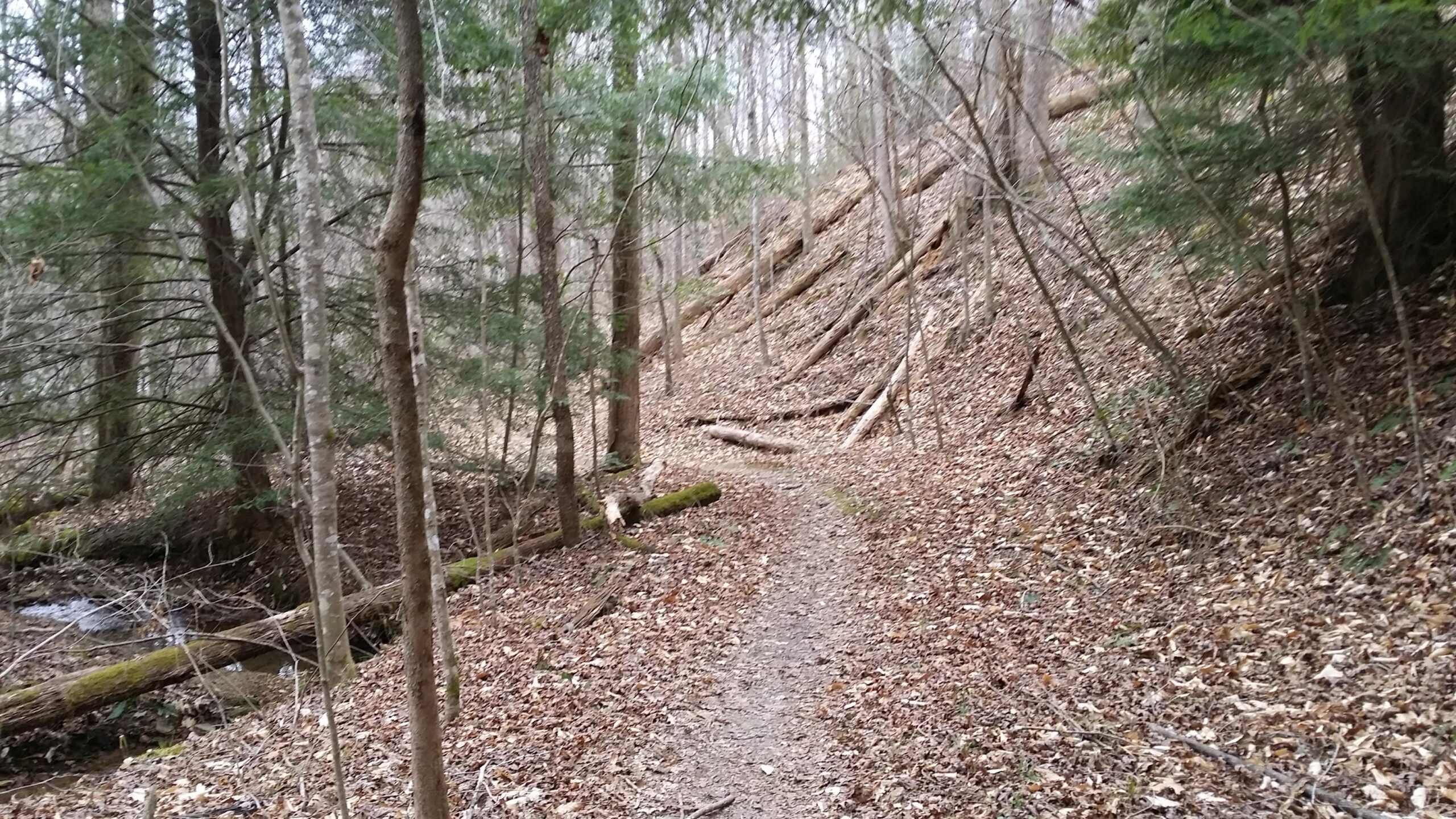 A winding dirt path through a wooded area, surrounded by trees and scattered leaves on the ground. Some fallen logs and a gentle slope can be seen along the side of the path, with a small stream visible in the background. The scene is tranquil and inviting for a nature walk. Sheltowee Trace - Laurel Lake Trail mountain bike trail.