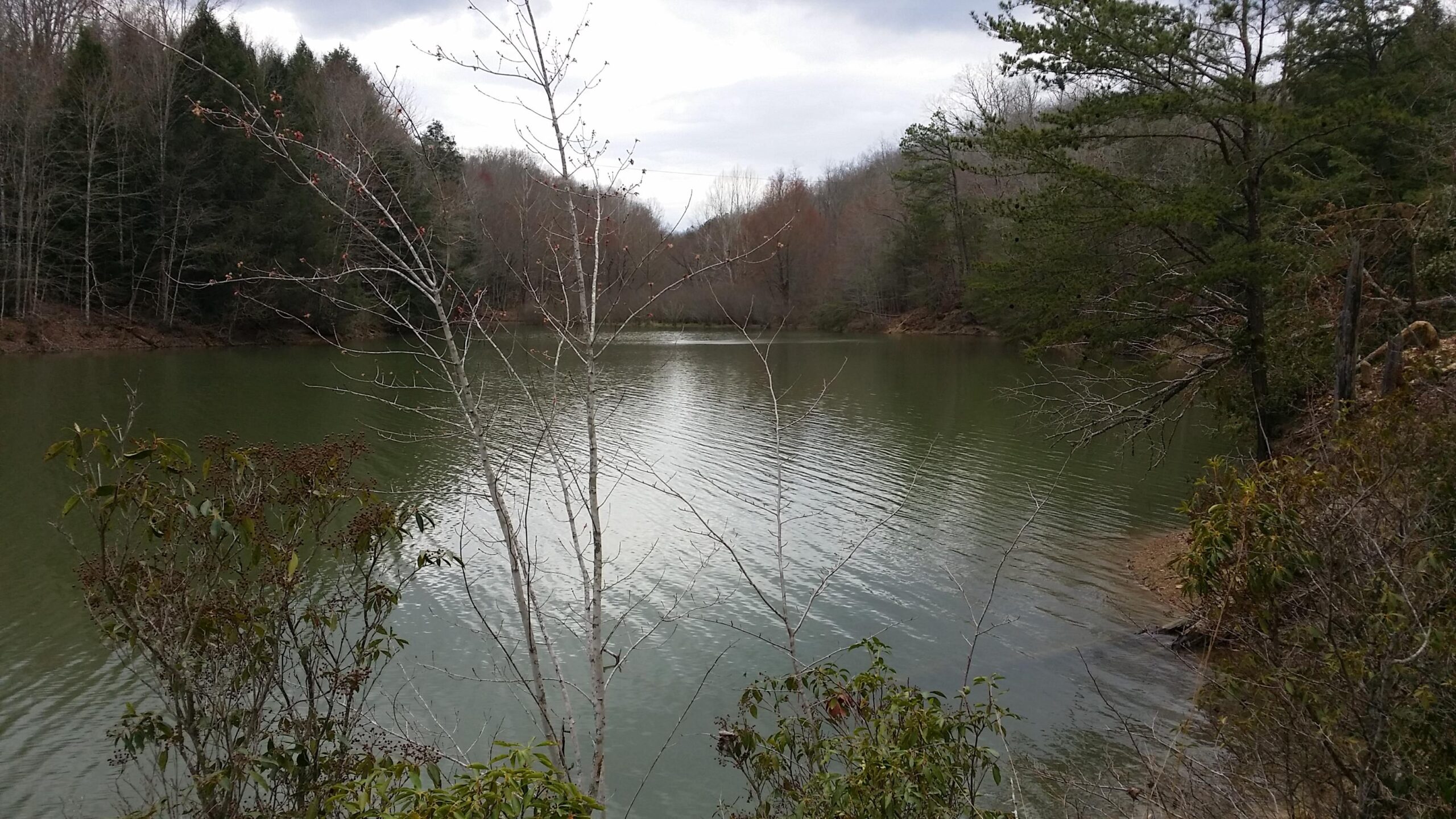 A tranquil lake surrounded by sparse trees and a cloudy sky, with gentle ripples on the water's surface. In the foreground, a few bare branches and small shrubs frame the scene, capturing the serene atmosphere of a natural setting. Sheltowee Trace - Laurel Lake Trail mountain bike trail.