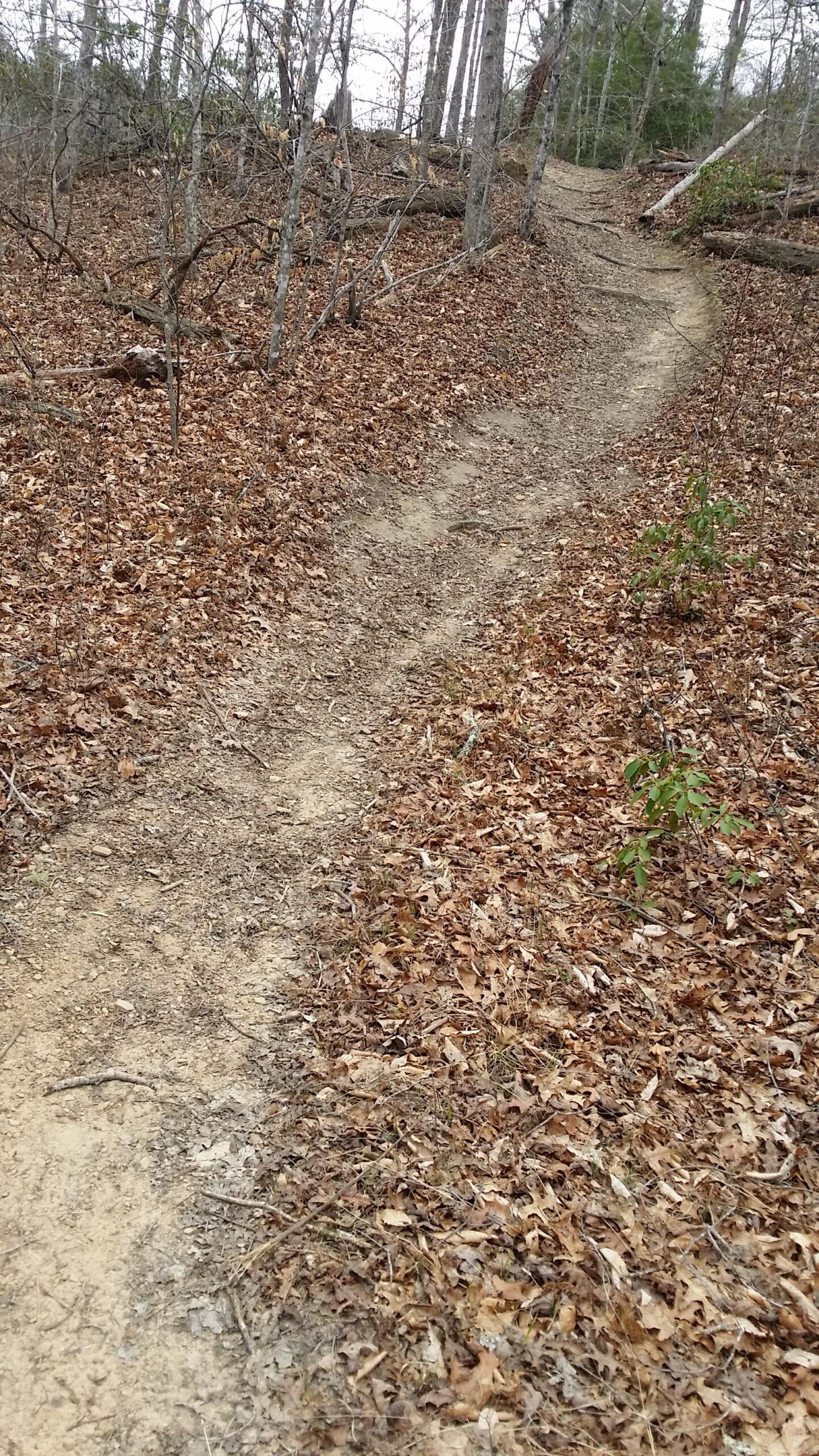 A winding dirt trail through a wooded area, surrounded by fallen leaves and sparse vegetation, leading upward in a natural landscape. Sheltowee Trace - Laurel Lake Trail mountain bike trail.