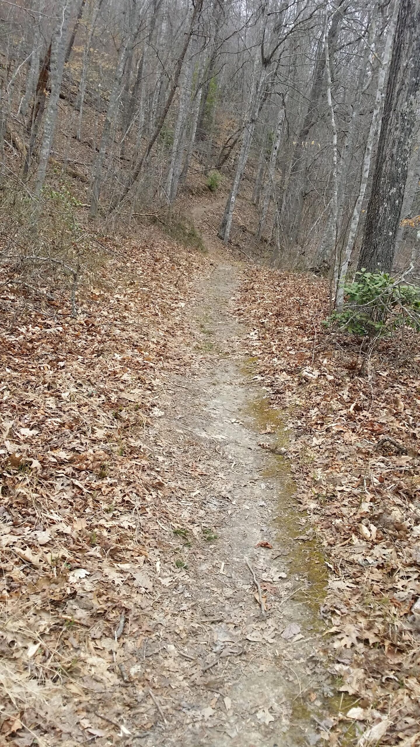 A narrow dirt path winding through a forested area with bare trees and fallen leaves scattered on the ground, suggesting a rustic and tranquil outdoor setting. Sheltowee Trace - Laurel Lake Trail mountain bike trail.