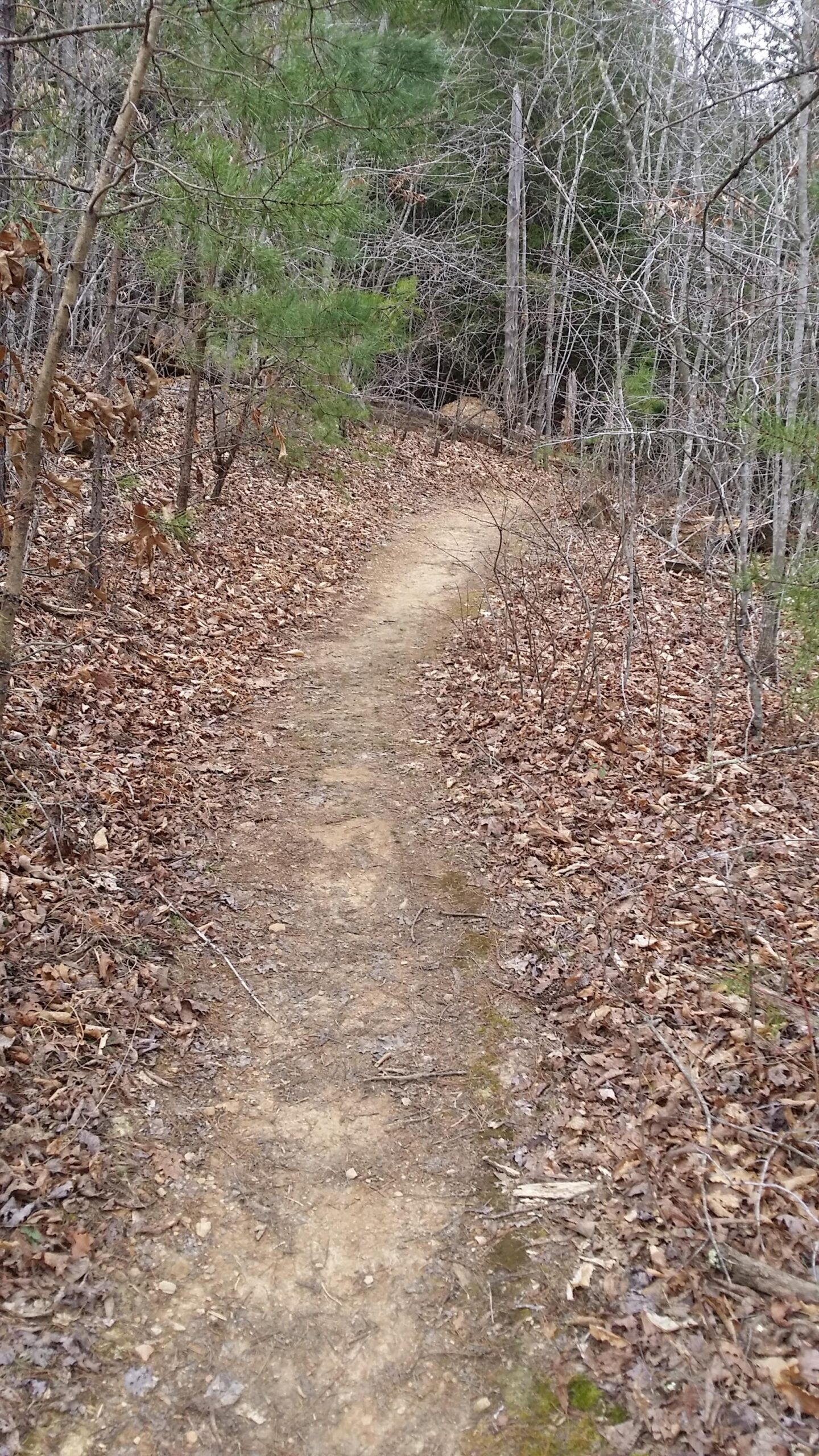 A dirt trail winding through a wooded area, surrounded by leaf-covered ground and sparse trees. The scene is peaceful and evokes a sense of nature, with the pathway leading into the distance among the trees. Sheltowee Trace - Laurel Lake Trail mountain bike trail.