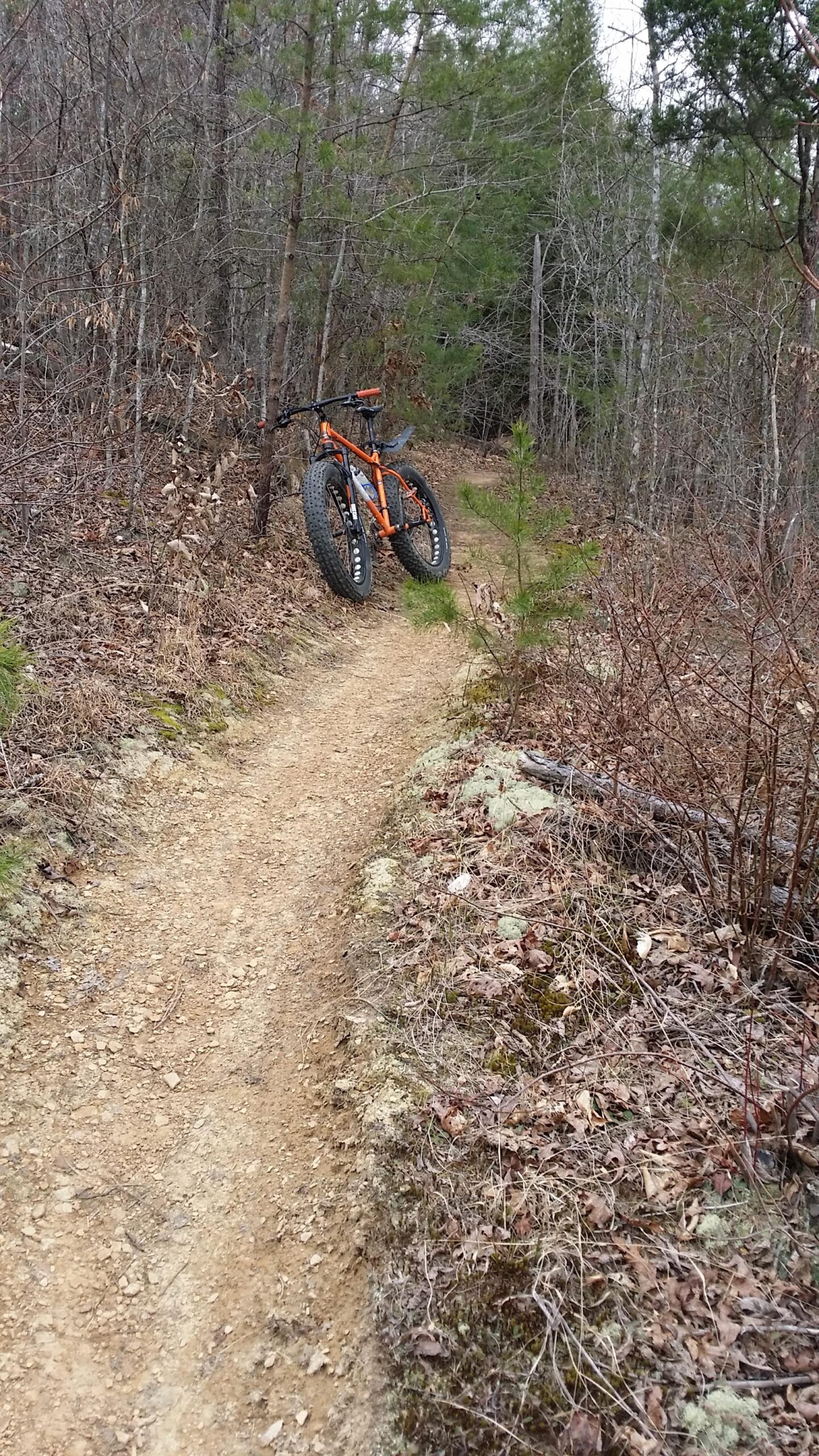 A fat tire bike resting against a tree on a narrow dirt trail winding through a wooded area, surrounded by bare branches and patches of green foliage. The trail is bordered by dry leaves and earth. Sheltowee Trace - Laurel Lake Trail mountain bike trail.