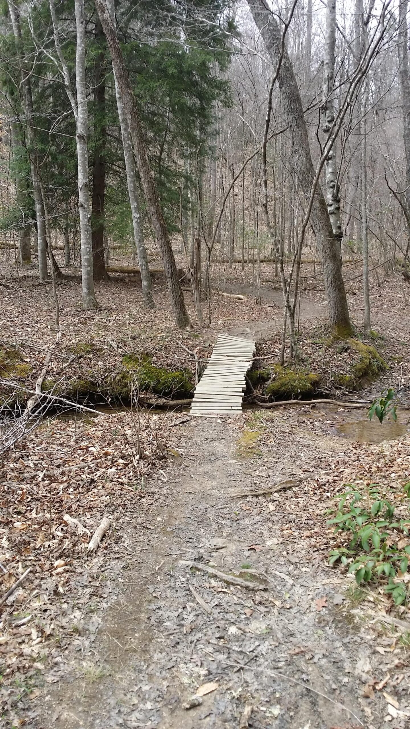 A wooden footbridge crossing a small creek in a forested area, surrounded by bare trees and fallen leaves on the ground. The scene is serene, with a dirt path leading toward the bridge. Sheltowee Trace - Laurel Lake Trail mountain bike trail.