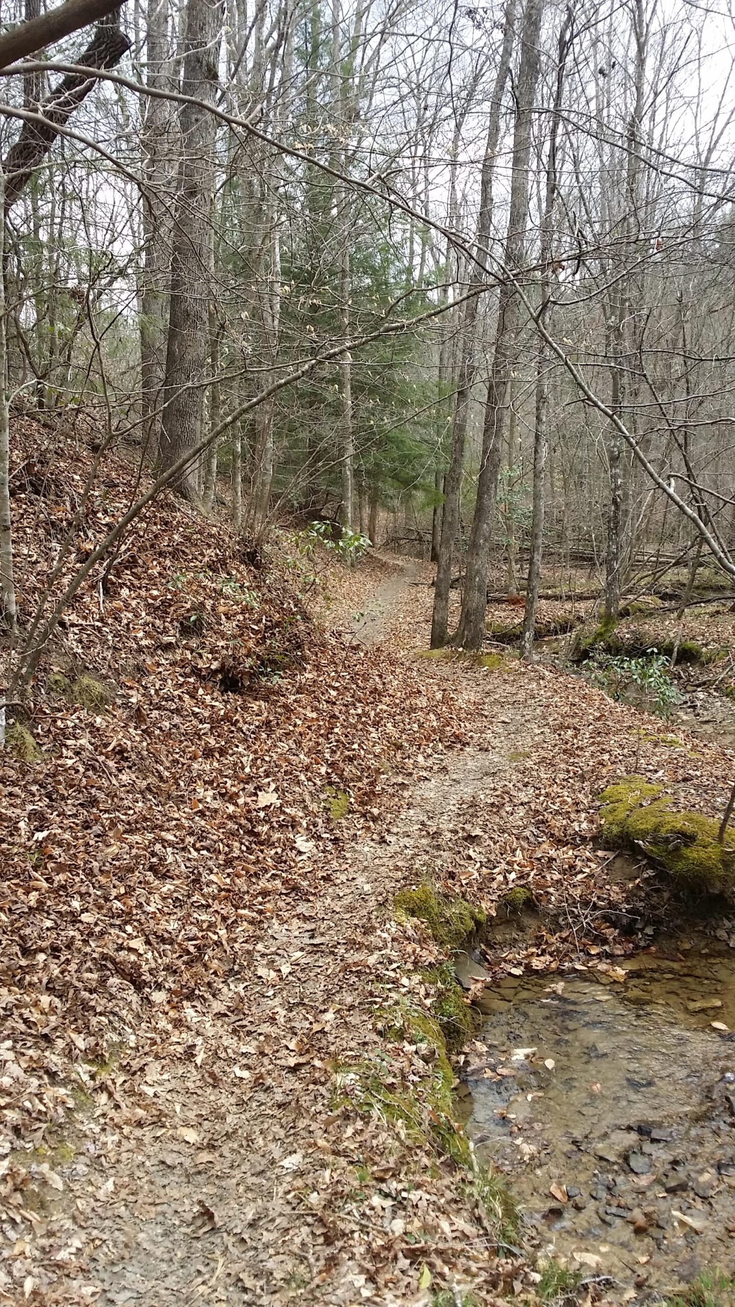 A winding dirt trail surrounded by trees with bare branches and patches of green foliage. Fallen leaves cover the ground, leading alongside a small stream on the right side of the path. The scene reflects a tranquil, natural setting in a wooded area. Sheltowee Trace - Laurel Lake Trail mountain bike trail.