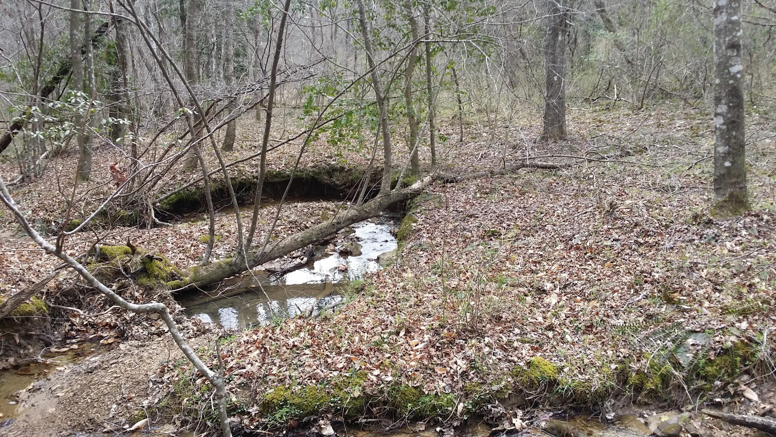 A serene forest landscape featuring a small, winding creek surrounded by bare trees and scattered fallen leaves. A fallen tree bridges the creek, with moss-covered rocks visible along the water's edge. The scene conveys a tranquil, natural setting. Sheltowee Trace - Laurel Lake Trail mountain bike trail.