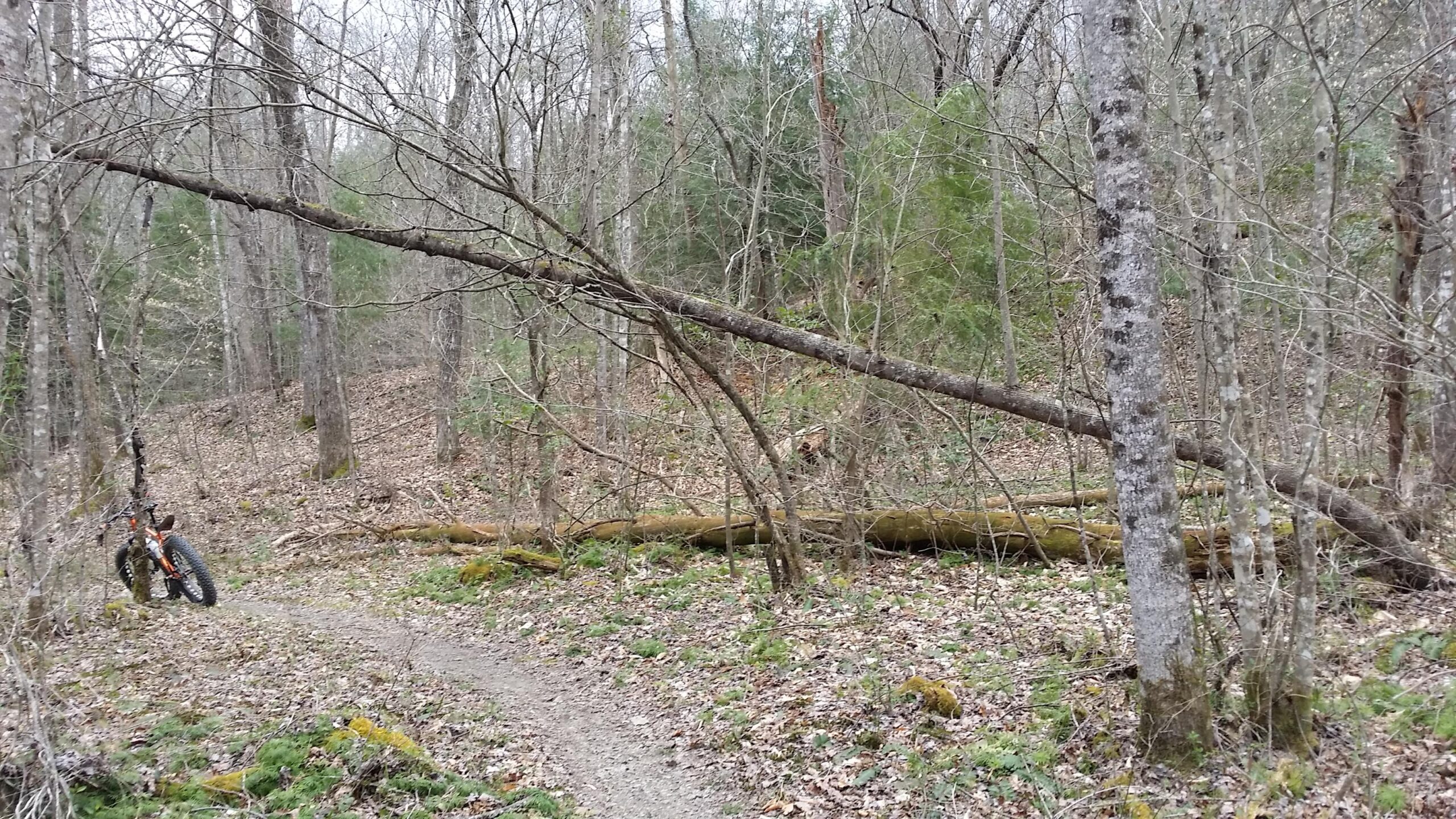 A narrow dirt bike trail winding through a wooded area, with several fallen trees and bare branches. An off-road bicycle leans against a tree on the left side of the image, surrounded by fallen leaves and greenery. The background features a mix of trees and foliage in a natural setting. Sheltowee Trace - Laurel Lake Trail mountain bike trail.