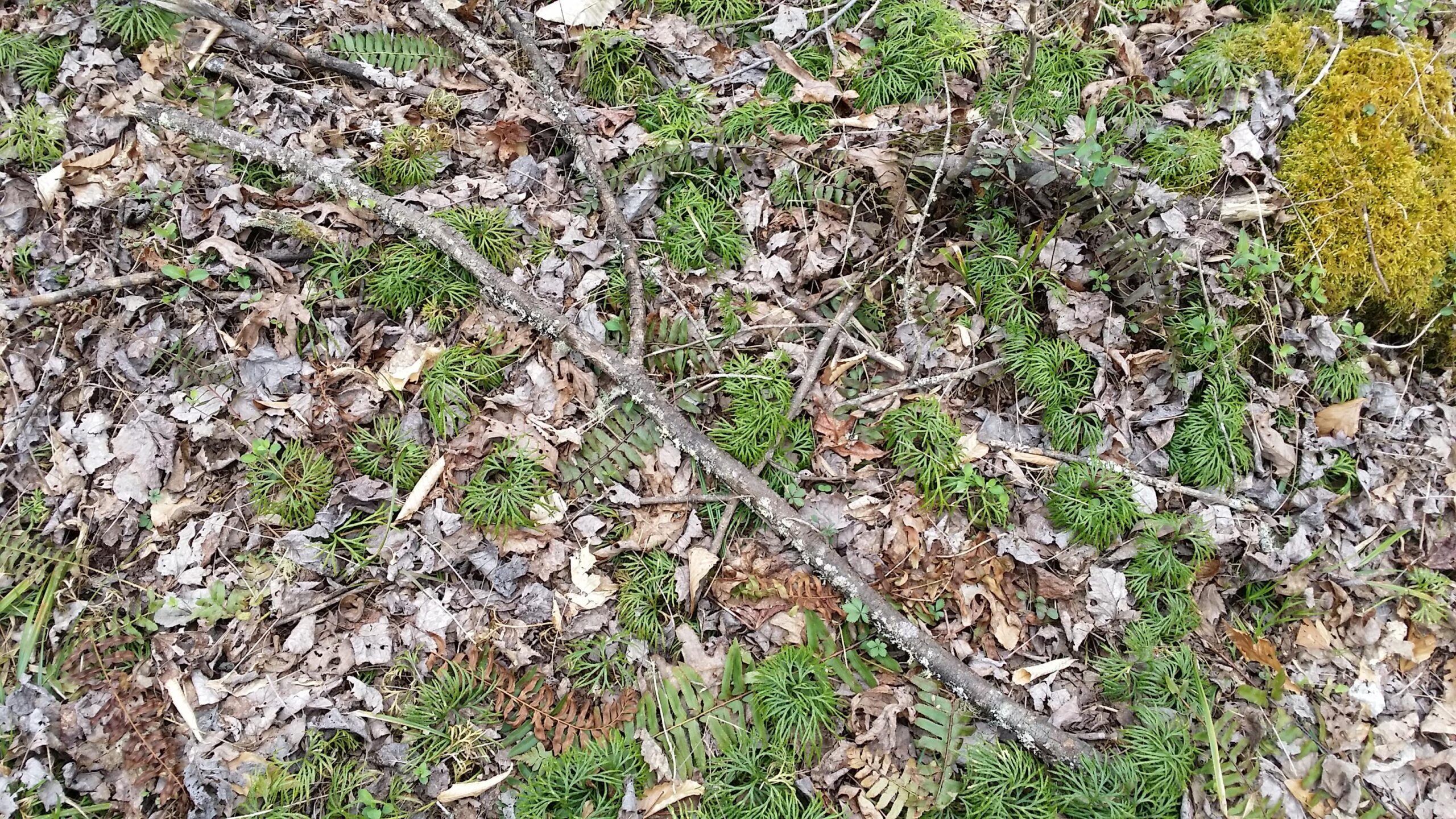 A forest floor covered with a mix of green moss, small plants, and fallen leaves. Twigs and branches are scattered across the ground, indicating a natural and undisturbed woodland environment. Sheltowee Trace - Laurel Lake Trail mountain bike trail.