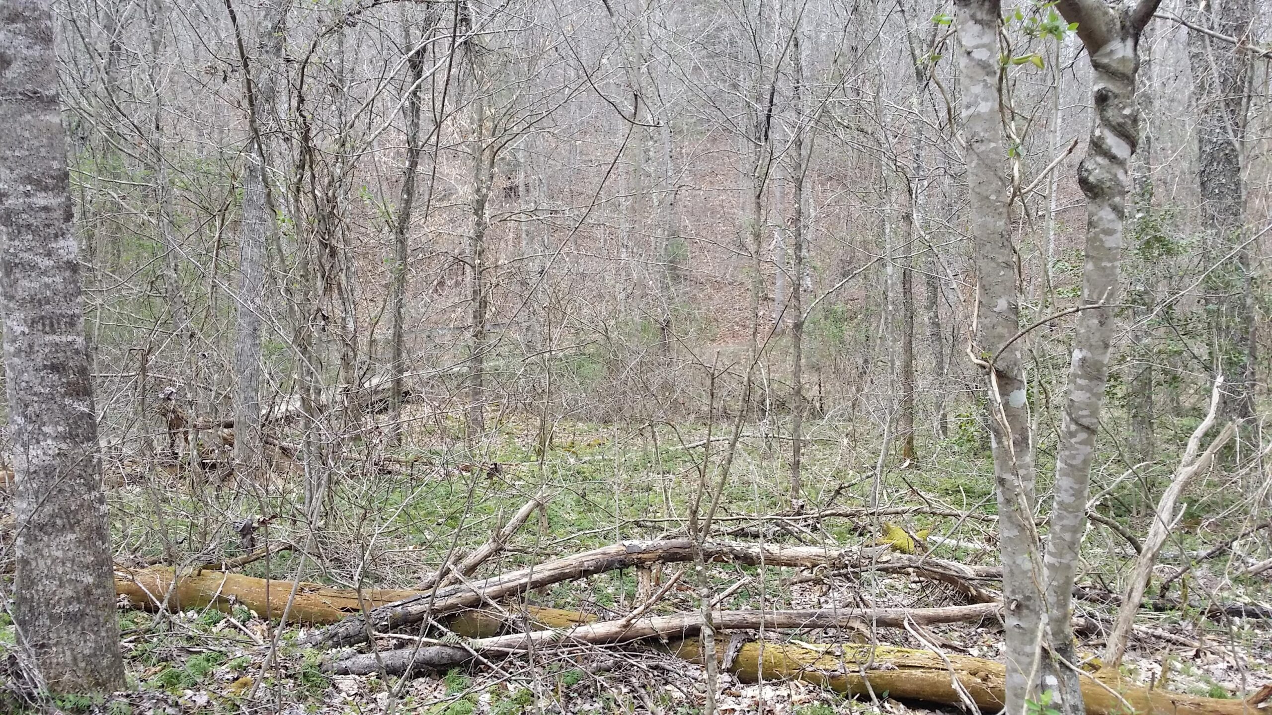 A wooded area with bare trees and fallen logs, showcasing a natural landscape in early spring. The scene features a mix of twigs and branches on the forest floor, with patches of green grass emerging. The background includes a gentle slope covered in leaves and sparse vegetation, creating a tranquil and serene atmosphere. Sheltowee Trace - Laurel Lake Trail mountain bike trail.