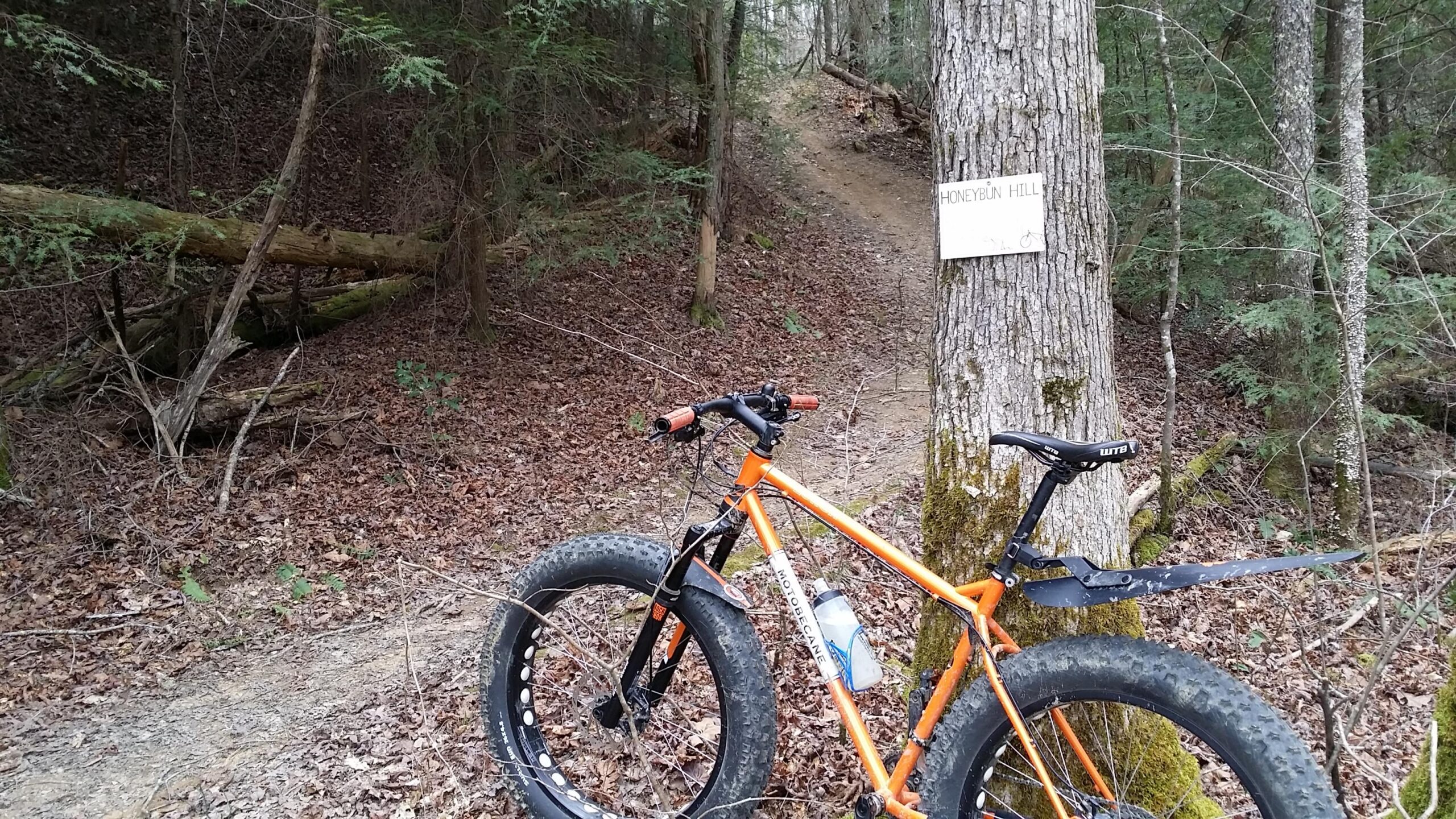 A fat tire bike parked next to a tree with a sign that reads "Honeybun Hill," in a wooded area with a dirt trail leading uphill. Surrounding foliage includes green pine trees and scattered brown leaves on the ground. Sheltowee Trace - Laurel Lake Trail mountain bike trail.
