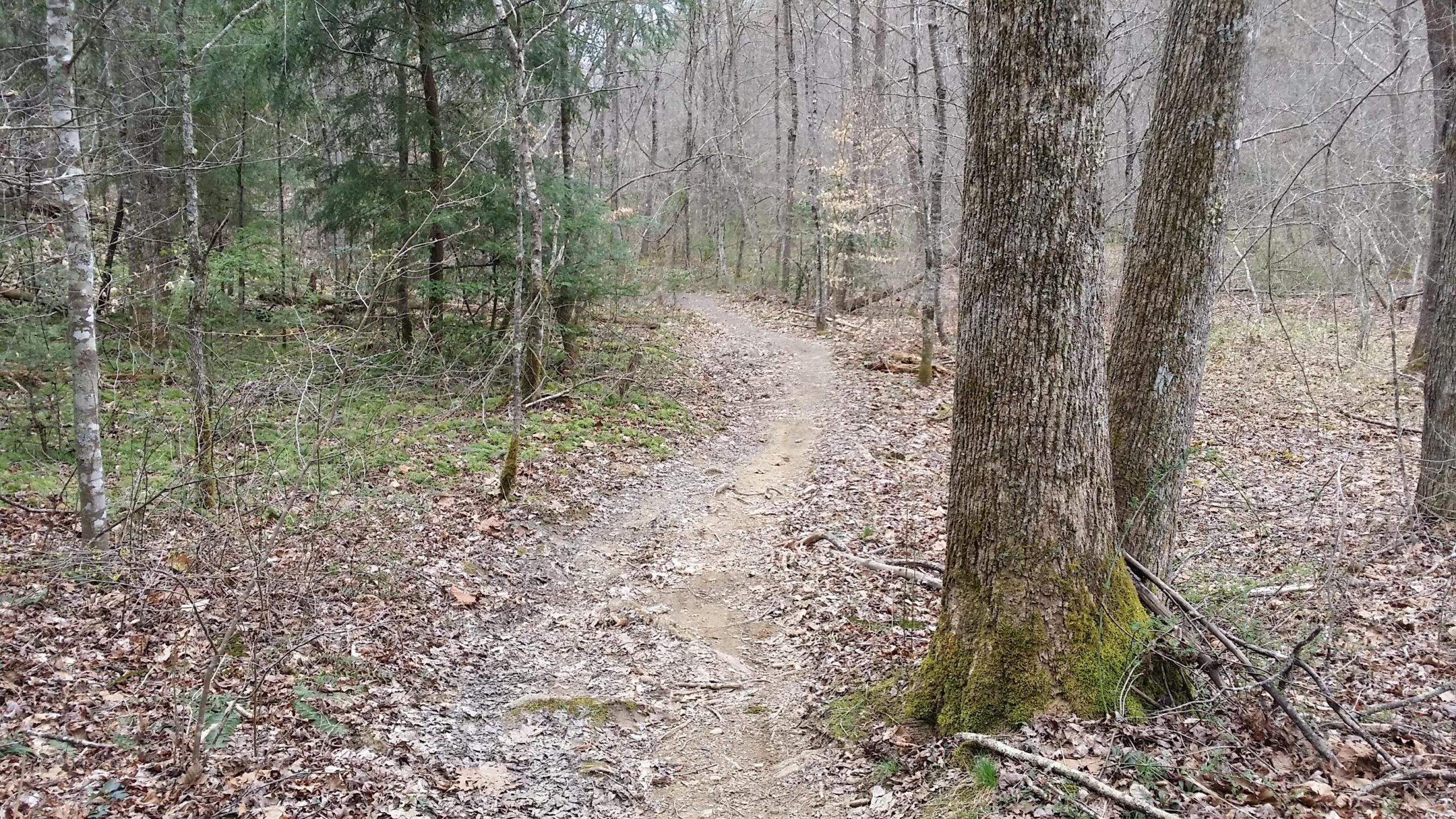 A winding dirt path through a wooded area, surrounded by trees and scattered fallen leaves. The scene is quiet and tranquil, with a mix of bare branches and evergreen foliage, suggesting an early spring or late winter setting. Sheltowee Trace - Laurel Lake Trail mountain bike trail.