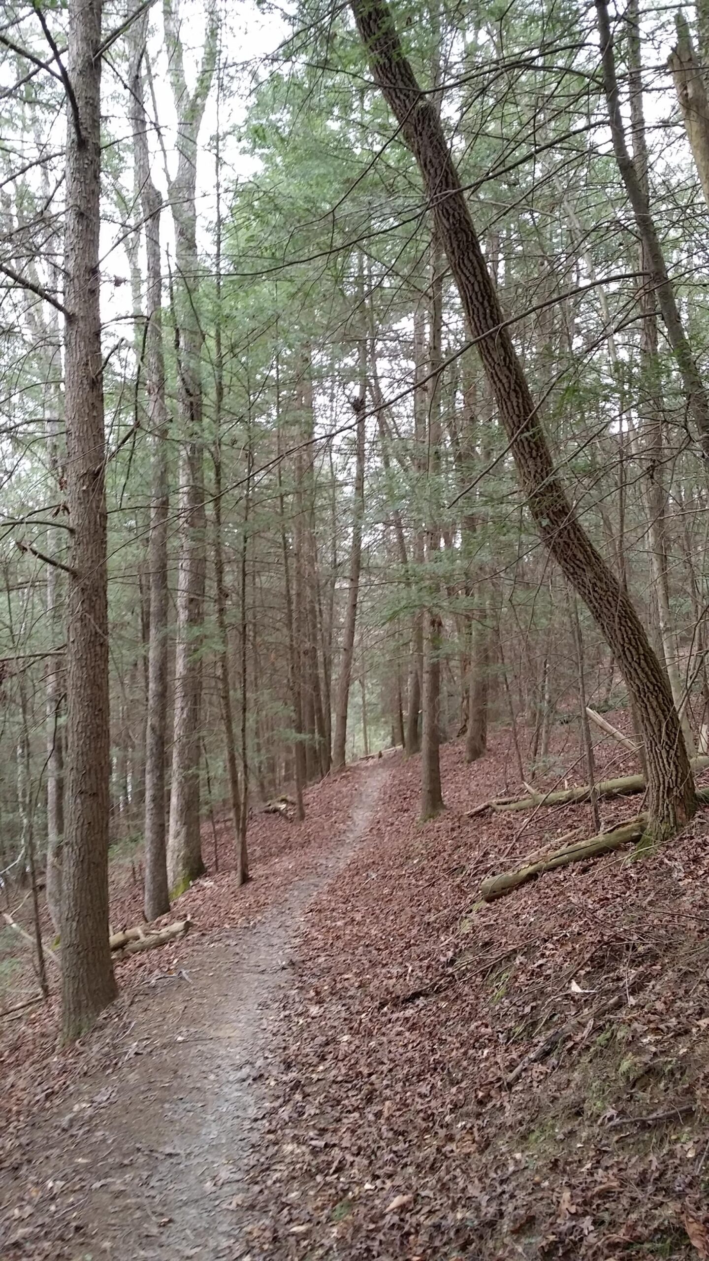 A winding dirt path through a wooded area, surrounded by tall trees with green foliage and a carpet of brown leaves on the ground. The scene is calm and natural, suggesting a tranquil hiking trail. Sheltowee Trace - Laurel Lake Trail mountain bike trail.