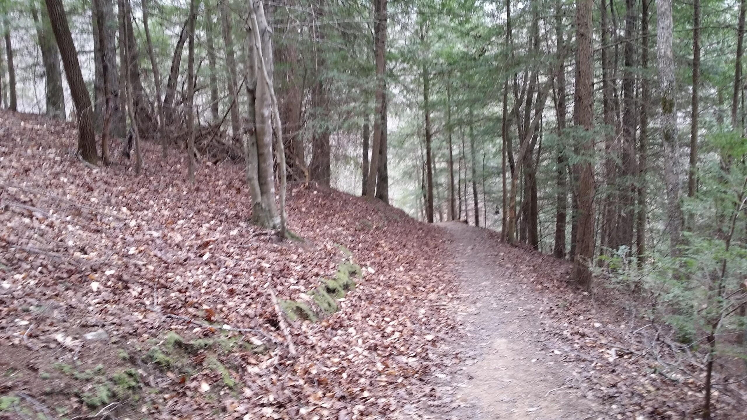 A winding dirt trail surrounded by tall trees and scattered leaves on the ground, leading through a forested area. The scene is serene and natural, with soft lighting filtering through the tree canopy. Sheltowee Trace - Laurel Lake Trail mountain bike trail.