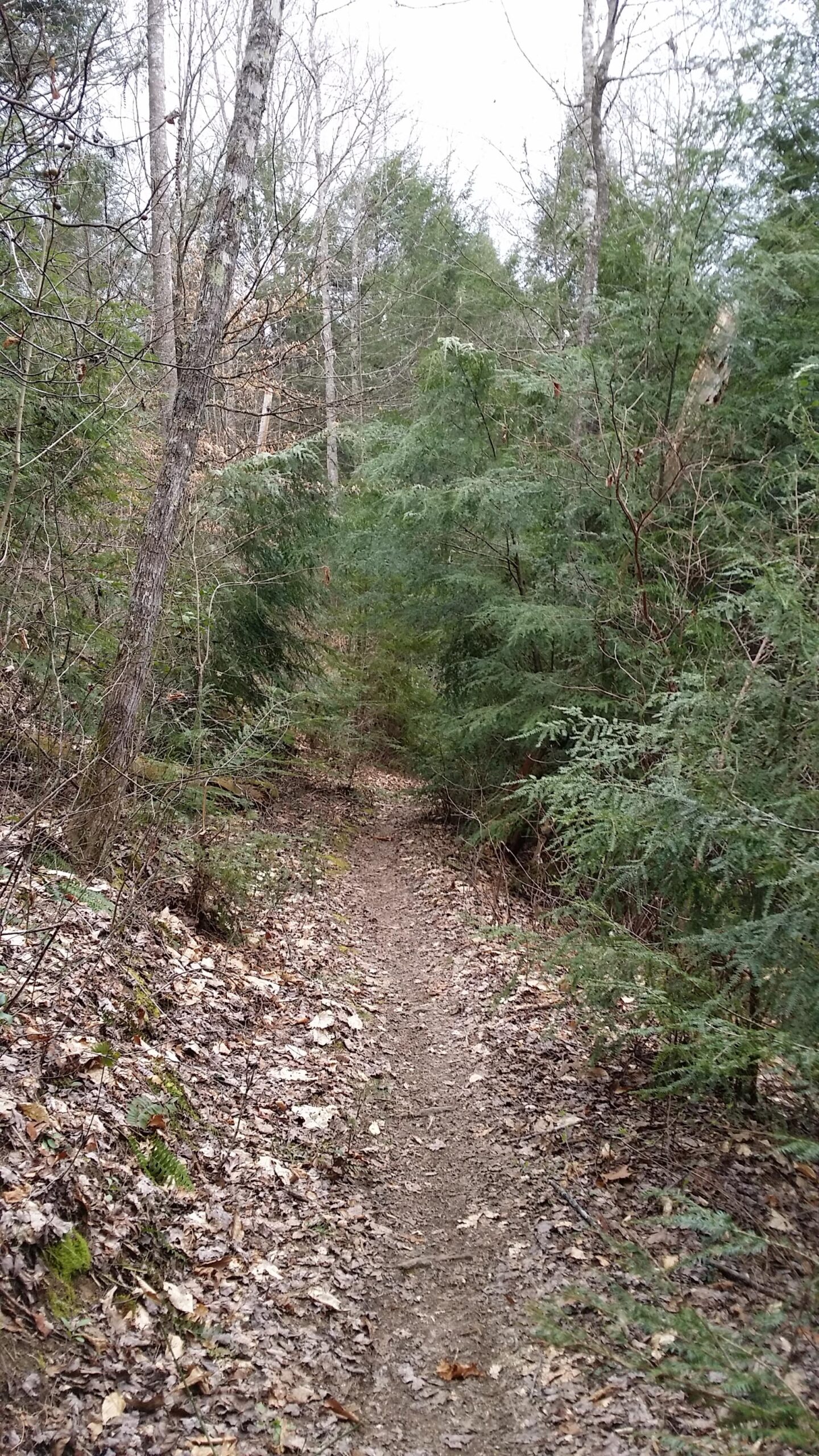  Sheltowee Trace - Laurel Lake Trail mountain bike trail.