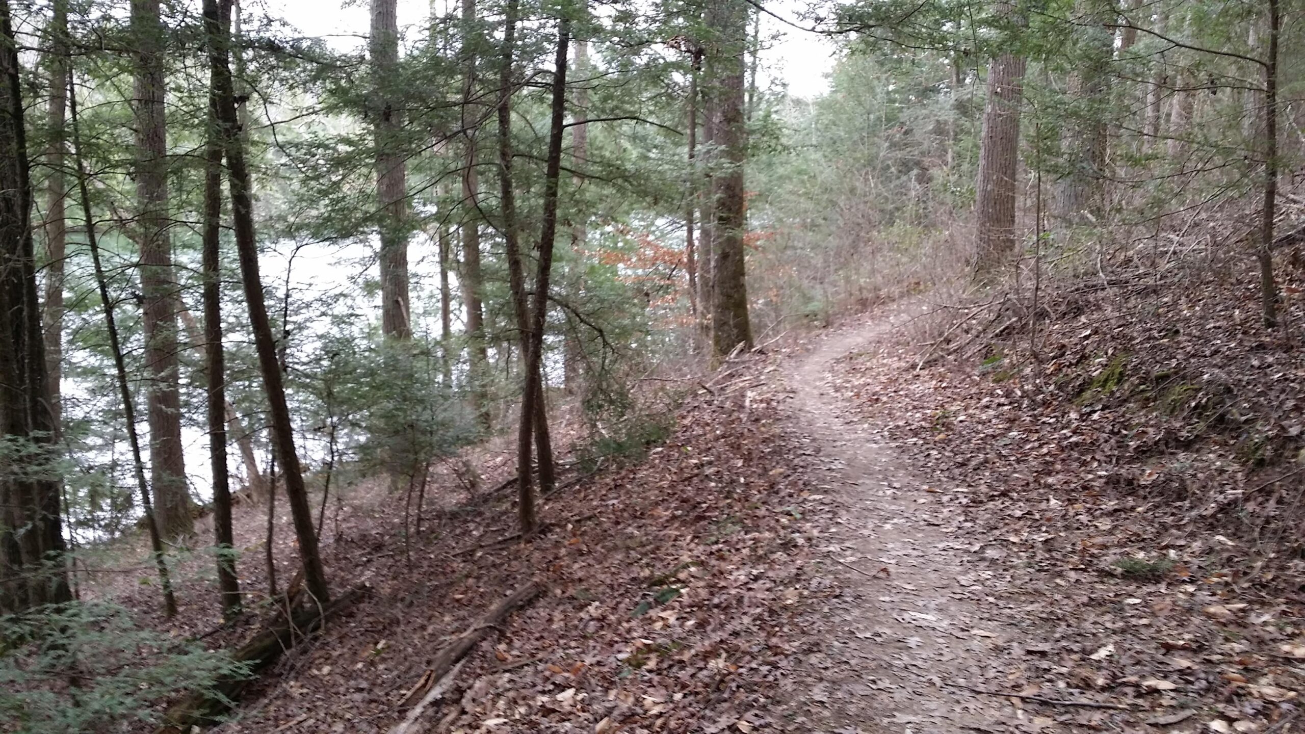 A winding dirt trail surrounded by tall trees, with fallen leaves scattered along the path. The trail curves gently, leading towards a visible body of water partially obscured by foliage in the background. The atmosphere appears calm and serene, indicative of a natural woodland setting. Sheltowee Trace - Laurel Lake Trail mountain bike trail.