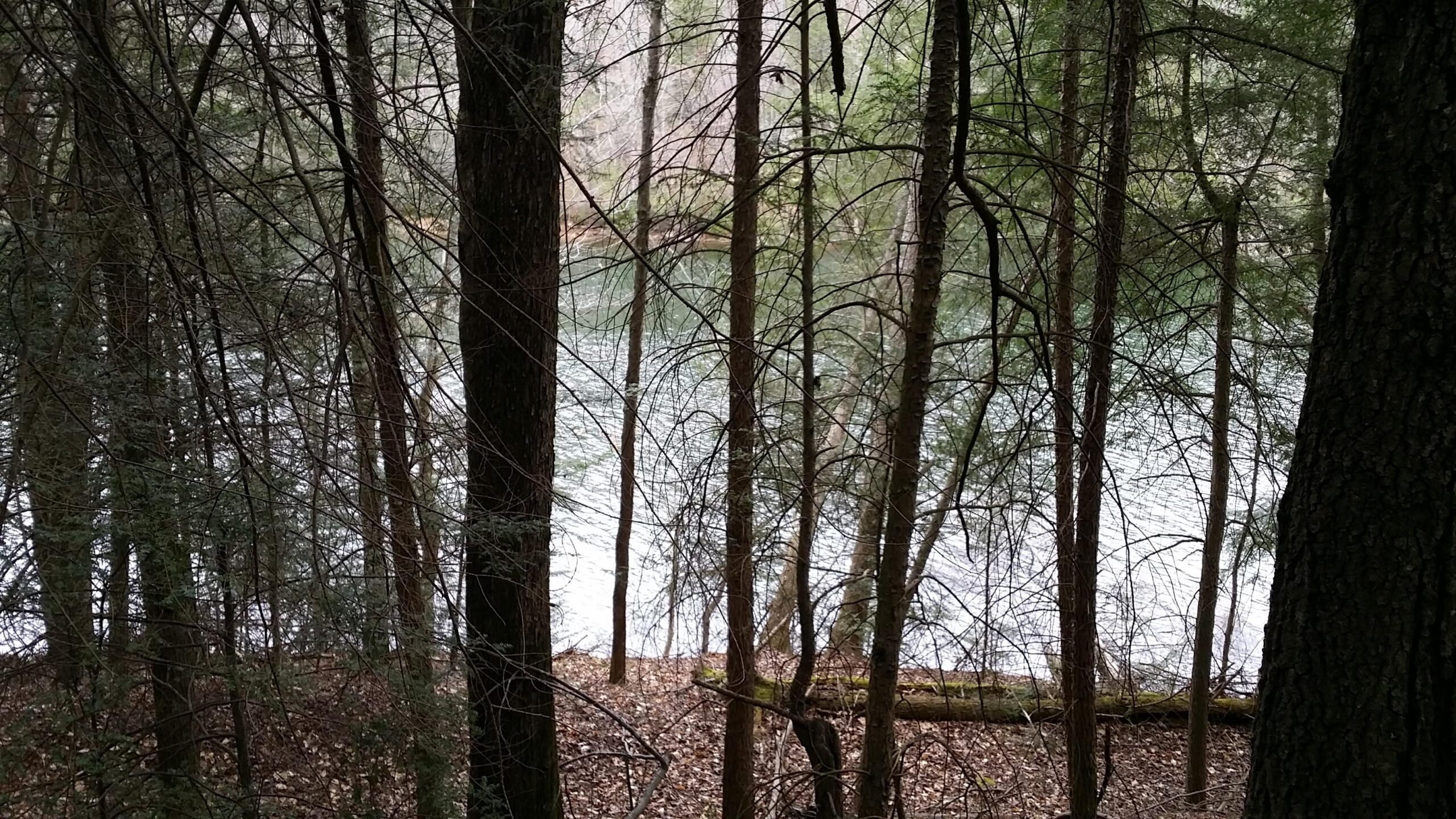 A serene view of a calm lake framed by tall trees, with branches and foliage creating a natural border around the water's edge. The scene is tranquil, showcasing the beauty of nature in a forested area. Sheltowee Trace - Laurel Lake Trail mountain bike trail.