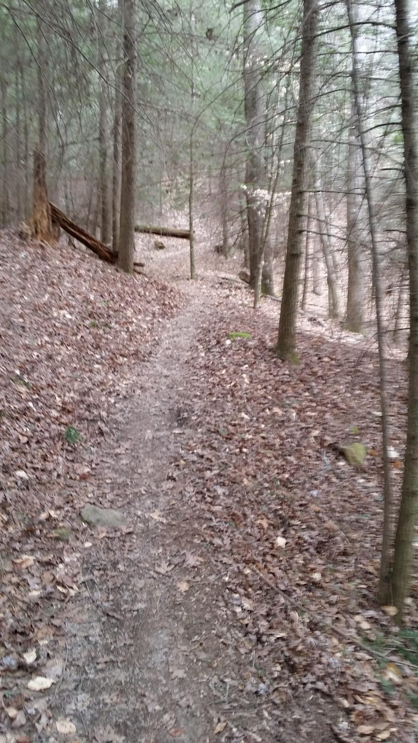 A winding dirt path through a forest, lined with fallen leaves and flanked by tall trees. The trail leads deeper into the woods, creating a serene and natural atmosphere. Sheltowee Trace - Laurel Lake Trail mountain bike trail.
