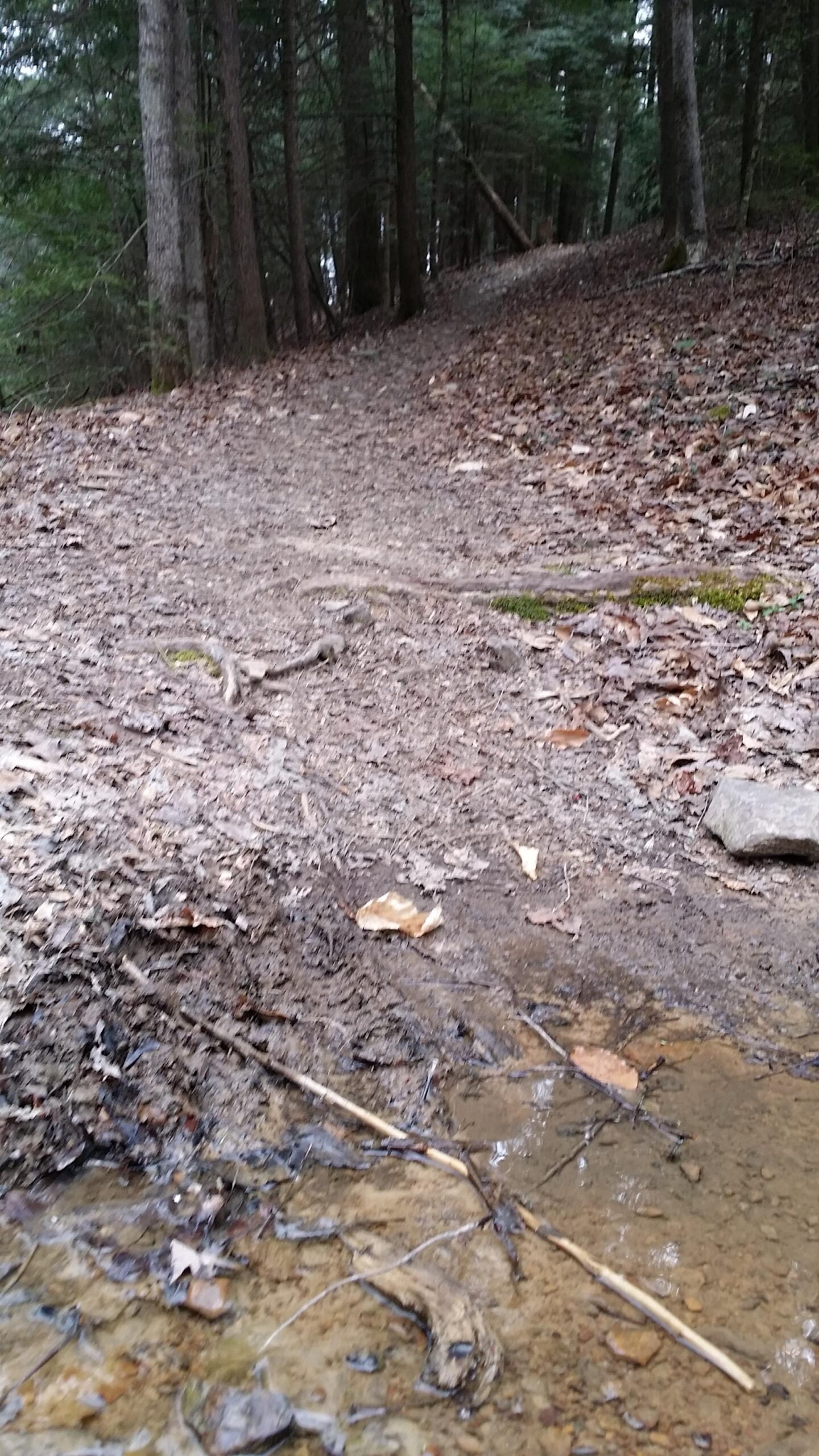 A narrow dirt path winding through a forest, surrounded by trees. The trail is partially covered with fallen leaves and is muddy in some areas, with a small puddle of water visible on the ground. Sheltowee Trace - Laurel Lake Trail mountain bike trail.