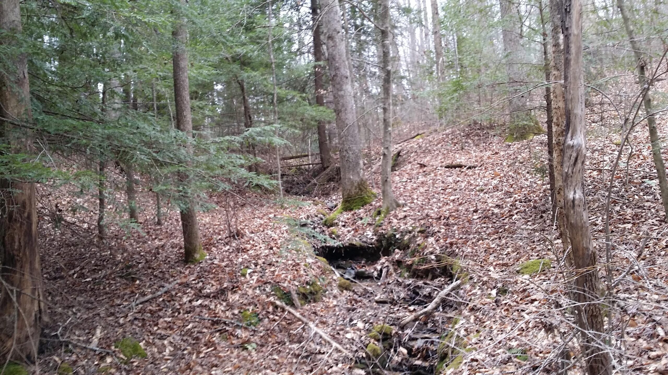 A forested area with a small creek winding through a bed of fallen leaves. The scene features tall trees with green foliage, and the ground is covered in a mix of bare earth and moss. The atmosphere appears tranquil and natural, capturing the essence of a wooded environment. Sheltowee Trace - Laurel Lake Trail mountain bike trail.