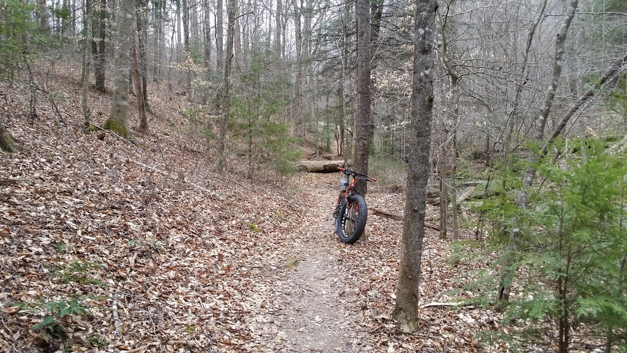 A fat tire bike parked on a dirt path surrounded by trees in a woodland area, with a carpet of fallen leaves on the ground and a fallen log in the background. Sheltowee Trace - Laurel Lake Trail mountain bike trail.