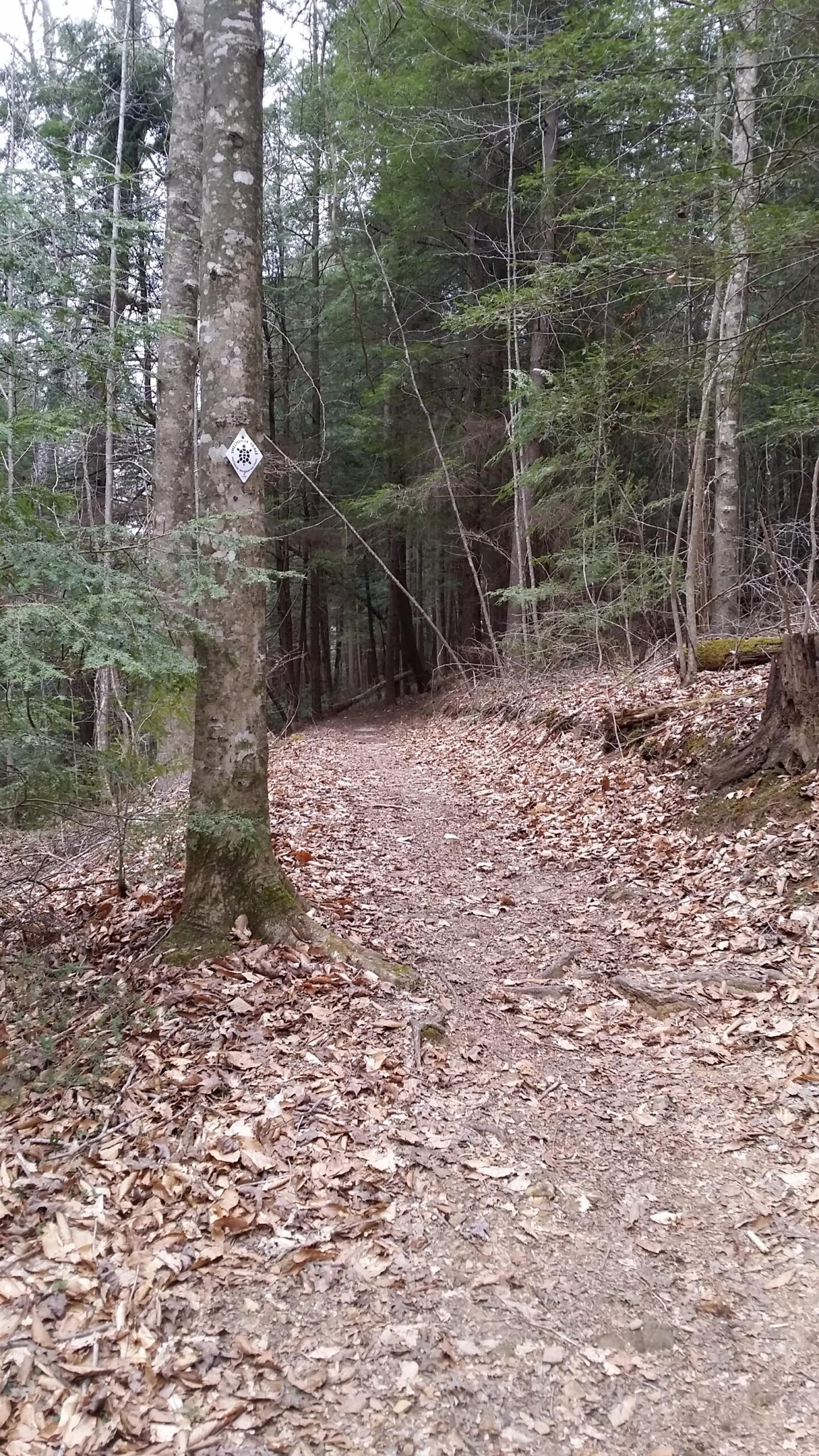 A narrow dirt path winding through a wooded area, bordered by trees with green foliage. Leaves cover the ground, and a trail marker is visible on a tree trunk to the left. The scene conveys a serene outdoor environment. Sheltowee Trace - Laurel Lake Trail mountain bike trail.