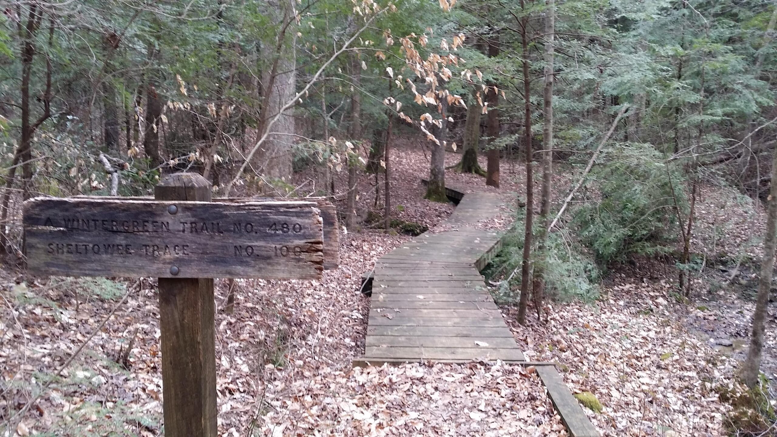 A wooden sign marking the Wintergreen Trail No. 48 and Sheltowee Trace No. 100, with a winding wooden boardwalk visible in a forest setting. The ground is covered with fallen leaves, and dense trees surround the path. Sheltowee Trace - Laurel Lake Trail mountain bike trail.