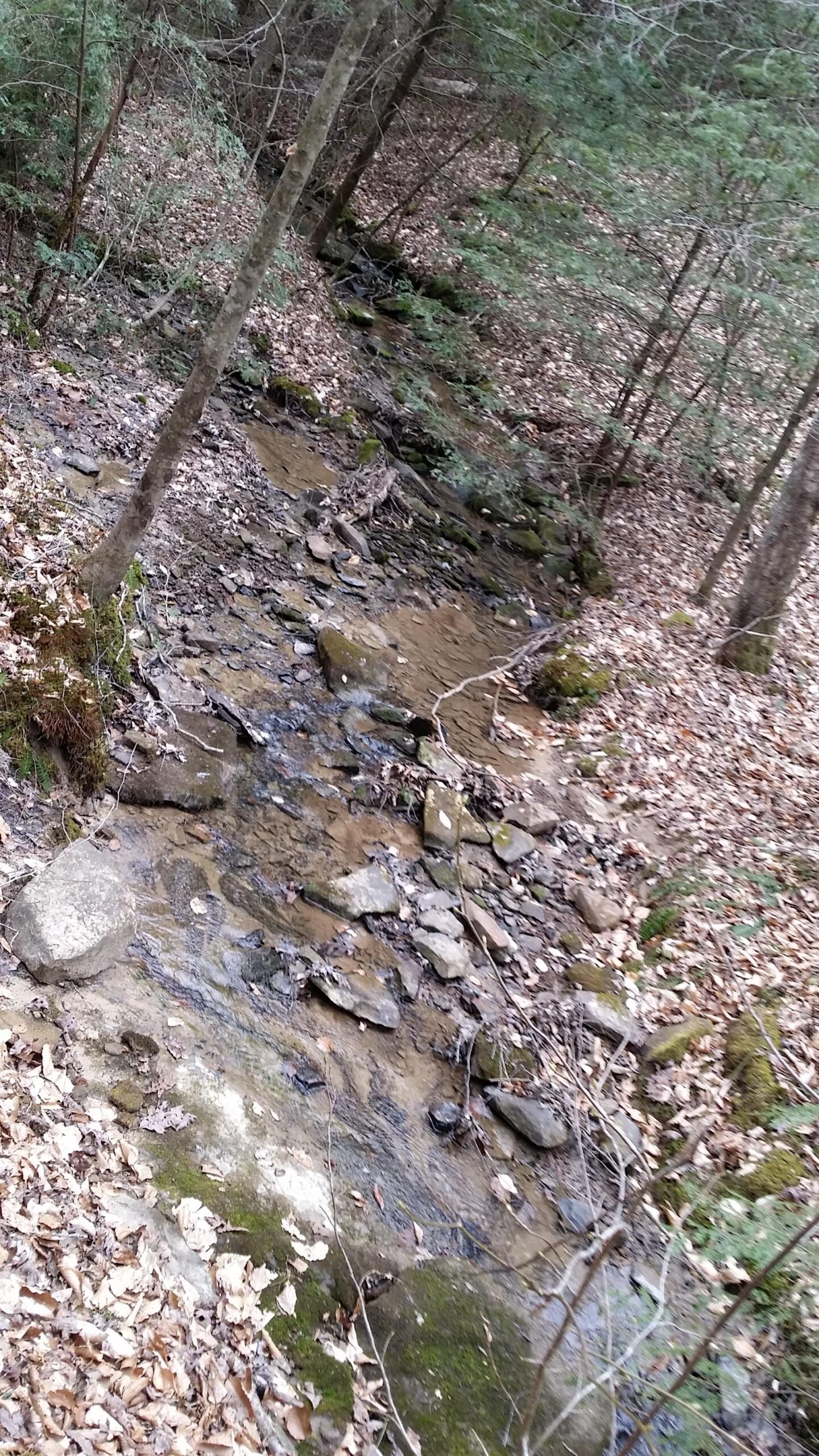 A serene forest scene featuring a narrow creek lined with smooth stones and surrounded by trees. The ground is covered with fallen leaves, and patches of moss are visible among the rocks. The picture captures the tranquil beauty of a natural woodland environment. Sheltowee Trace - Laurel Lake Trail mountain bike trail.