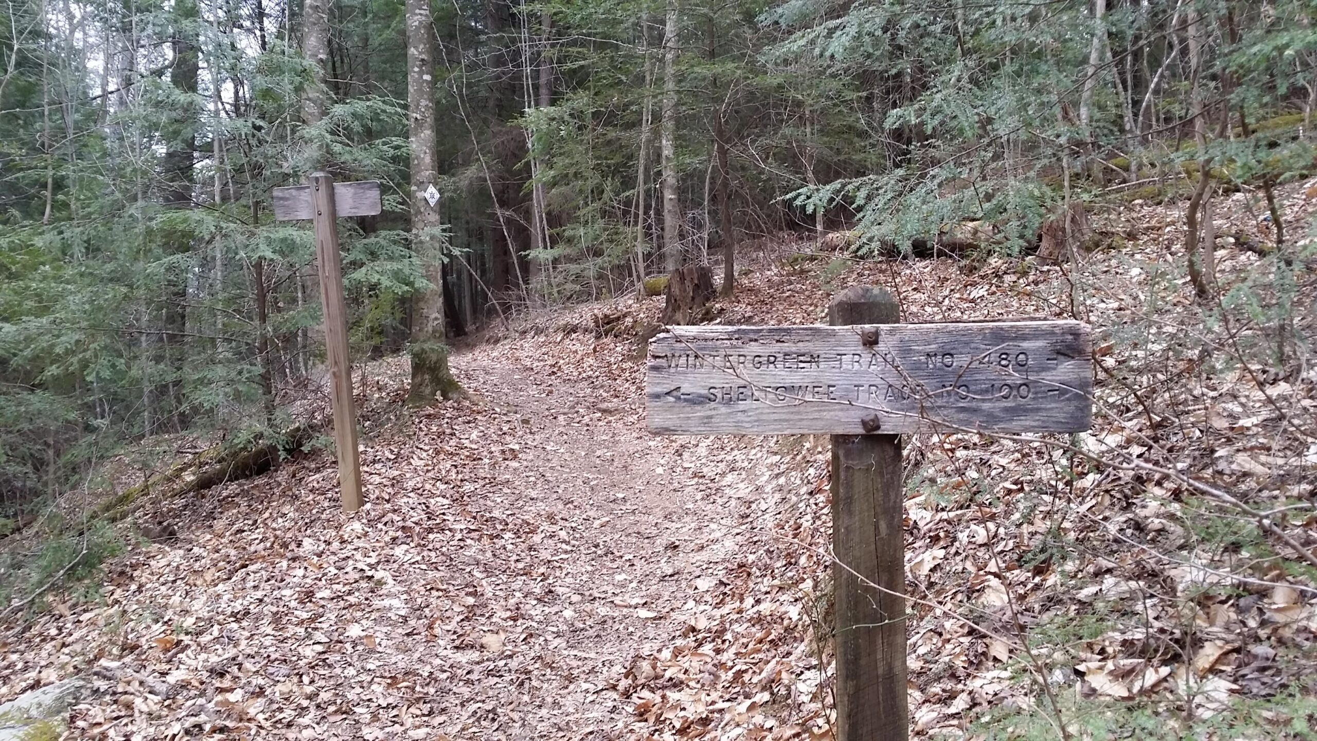 Two wooden trail signs in a forested area, indicating the directions for the Wintergreen Trail and Sheltowe Trace. The forest floor is covered with brown leaves, and greenery surrounds the path, signaling a serene natural setting. Sheltowee Trace - Laurel Lake Trail mountain bike trail.