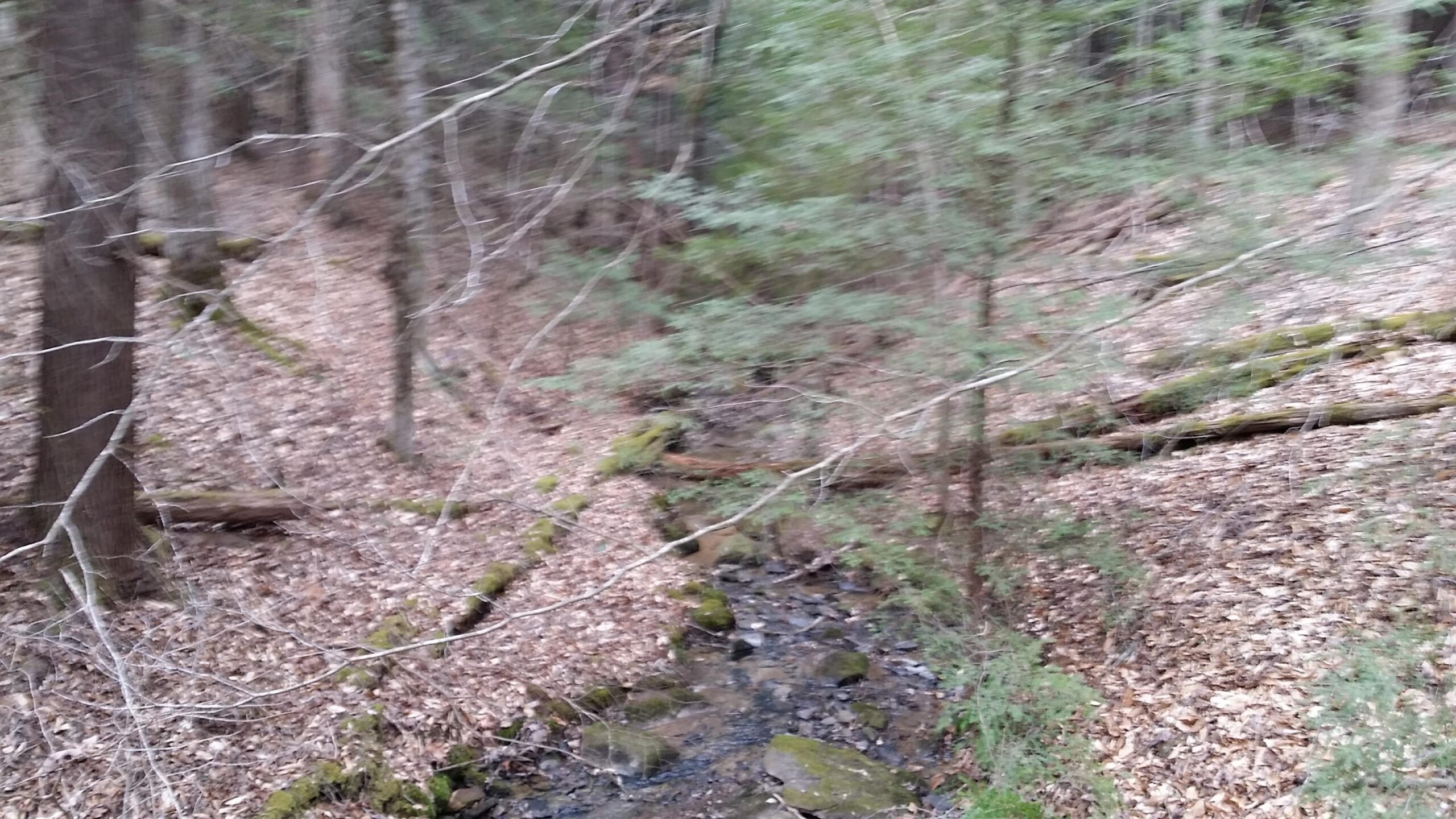 A blurred image of a wooded area with a small stream flowing through it. The ground is covered in fallen leaves, and there are trees with bare branches and lush green foliage in the background. Mossy rocks and fallen logs are also visible, creating a natural and tranquil forest setting. Sheltowee Trace - Laurel Lake Trail mountain bike trail.