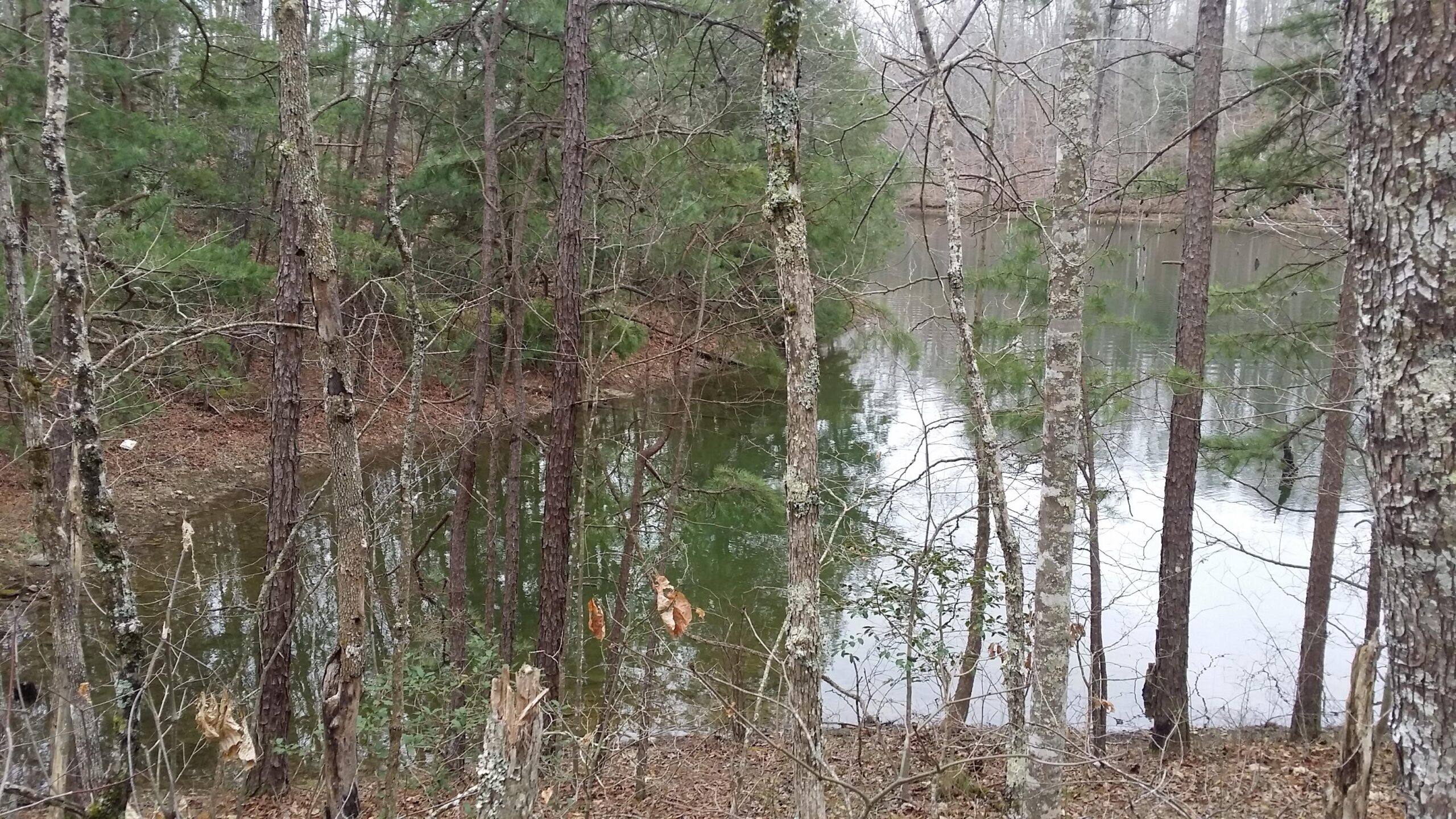 A serene view of a wooded area with a calm body of water. Tall trees with green foliage and bare branches surround the edge of the water, reflecting the trees and sky above. The ground is covered with fallen leaves and natural debris, suggesting a peaceful, natural setting. Sheltowee Trace - Laurel Lake Trail mountain bike trail.
