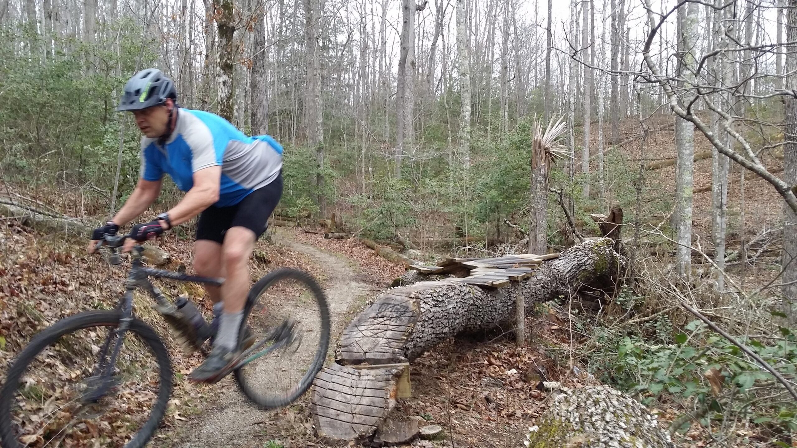 A mountain biker wearing a helmet and a blue jersey rides over a log bridge on a trail surrounded by trees and foliage in a forest setting. The scene captures the action and challenge of mountain biking on natural terrain. Sheltowee Trace - Laurel Lake Trail mountain bike trail.