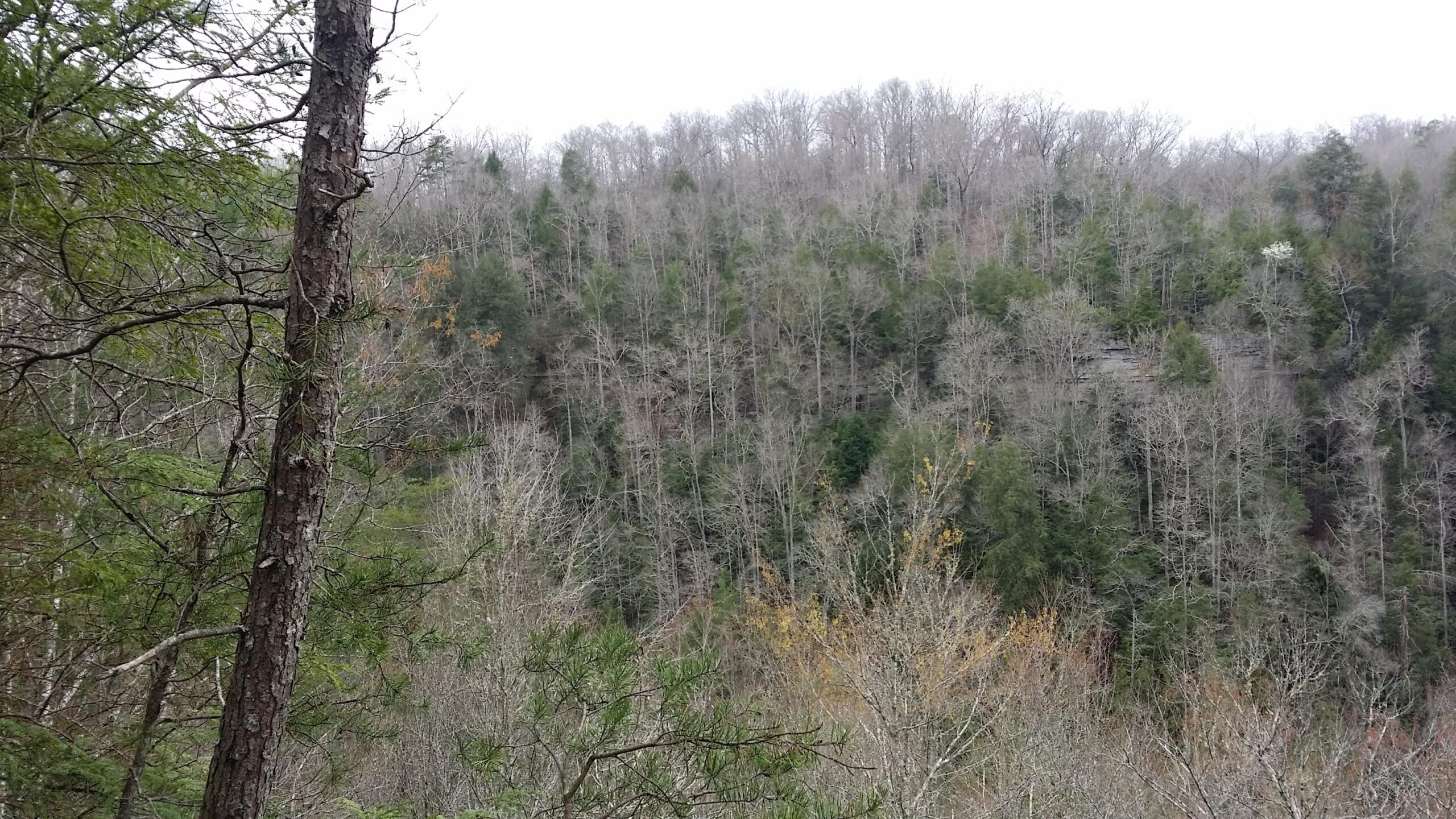 A scenic view of a wooded hillside, featuring a mix of bare trees and evergreens. The landscape is covered in a muted palette of greens and browns, with some areas showing hints of autumn foliage. The sky is overcast, adding a soft, cloudy atmosphere to the scene. Sheltowee Trace - Laurel Lake Trail mountain bike trail.