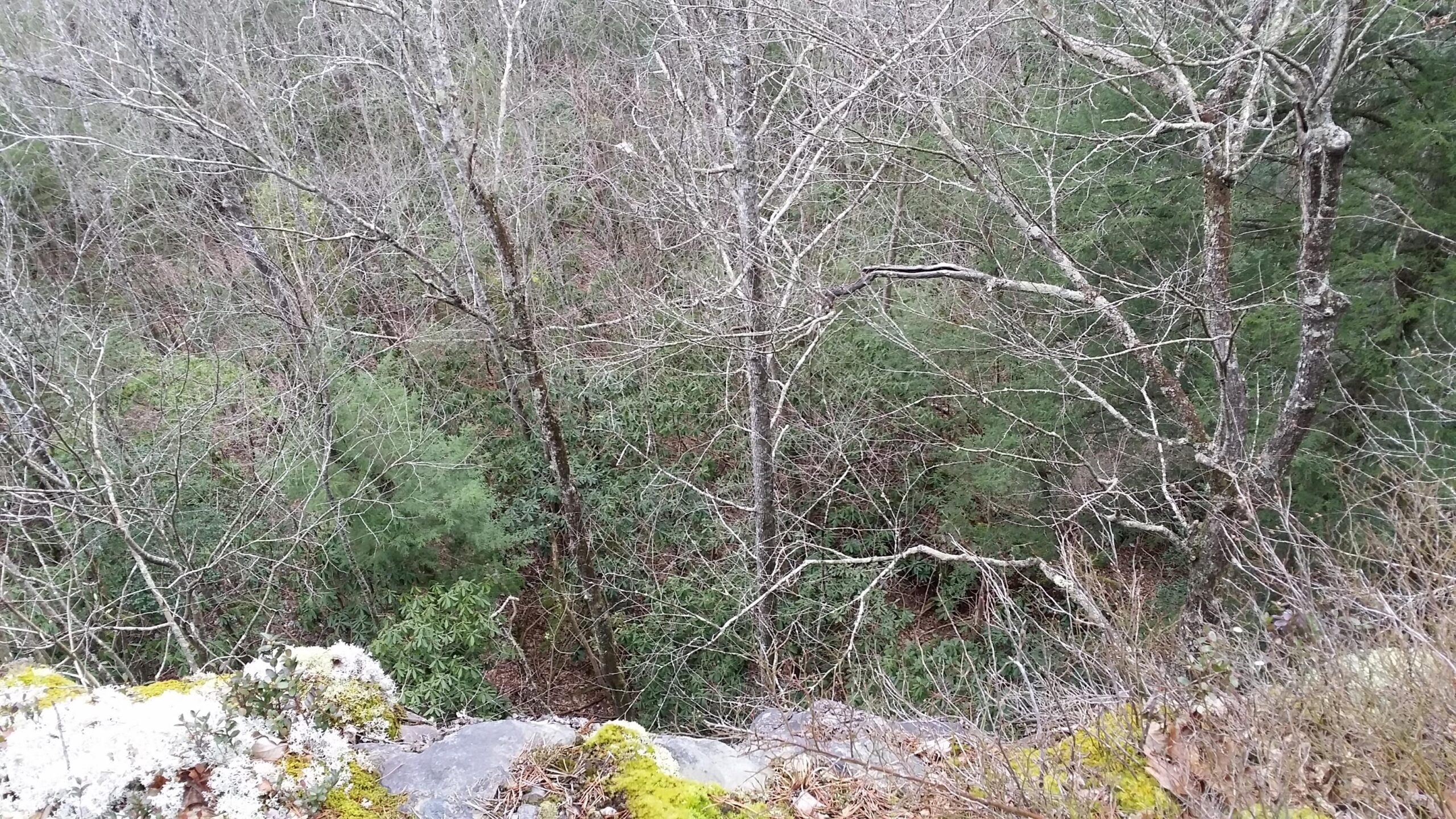 A view from a rocky ledge overlooking a forested area. The scene features bare trees with thin branches and patches of evergreen foliage in the background, creating a serene natural landscape during the winter season. Moss and small plants can be seen along the edge of the rock surface. Sheltowee Trace - Laurel Lake Trail mountain bike trail.