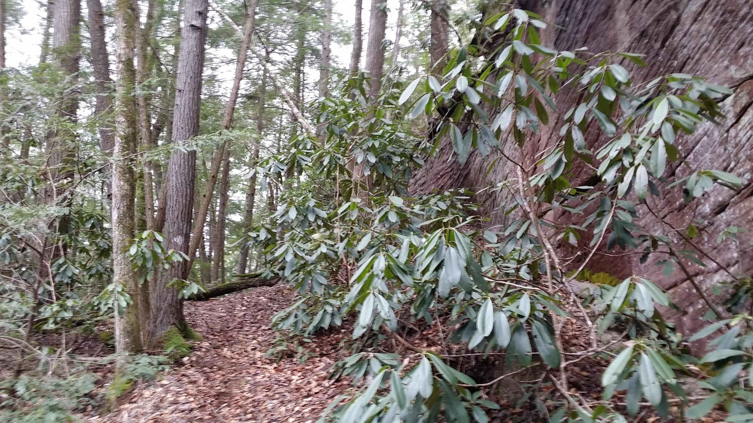 A forested path winding through tall trees, with lush green foliage and large rhododendron leaves on either side. The ground is covered in fallen leaves, and a rocky outcrop can be seen in the background. Laural Lake To Cumberland Falls (sheltowee Trace) mountain bike trail.
