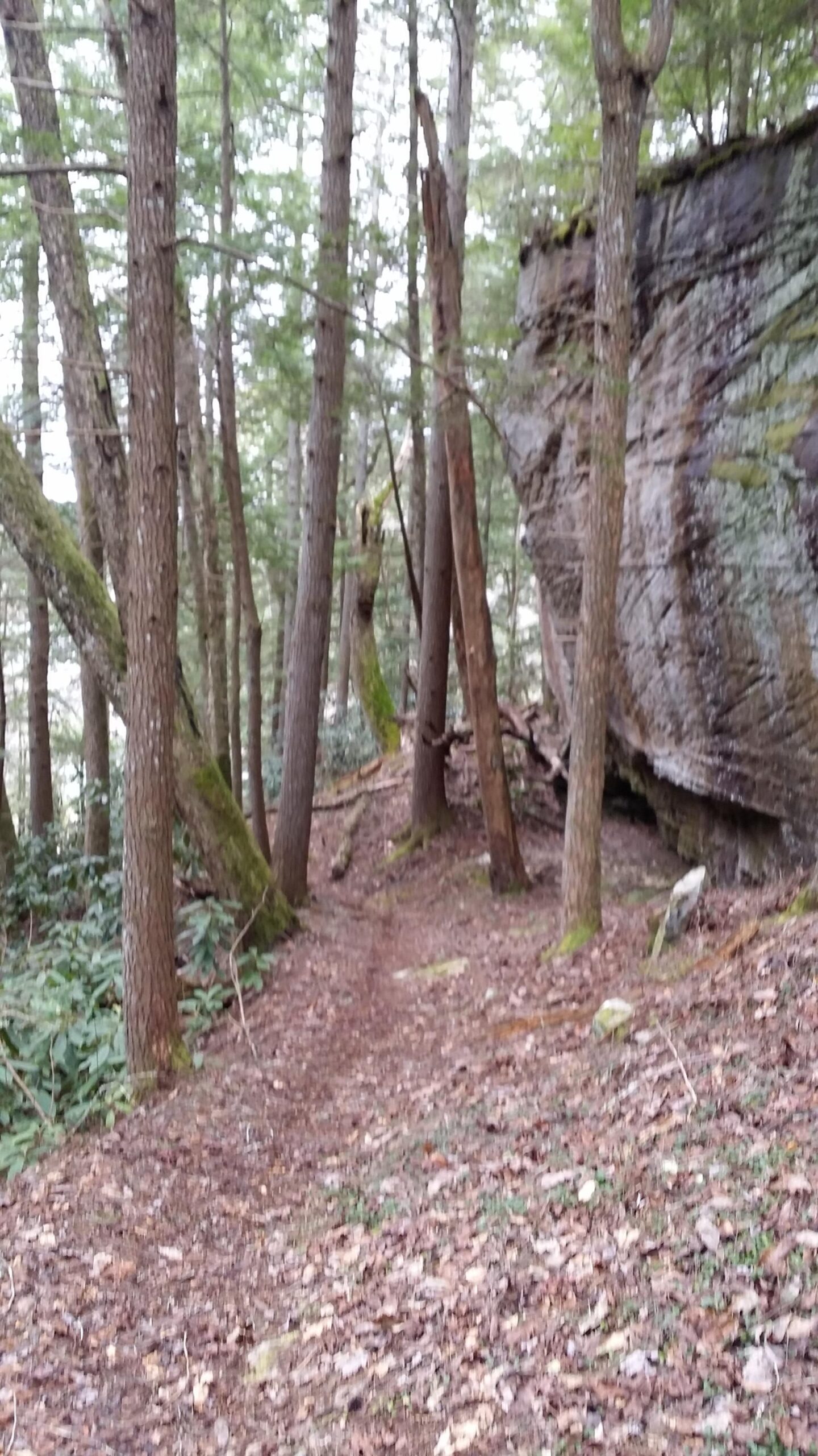 A narrow dirt path winding through a forest, surrounded by tall trees with a rocky cliff on the right side. The ground is covered in fallen leaves, and the setting appears lush and tranquil. Laural Lake To Cumberland Falls (sheltowee Trace) mountain bike trail.