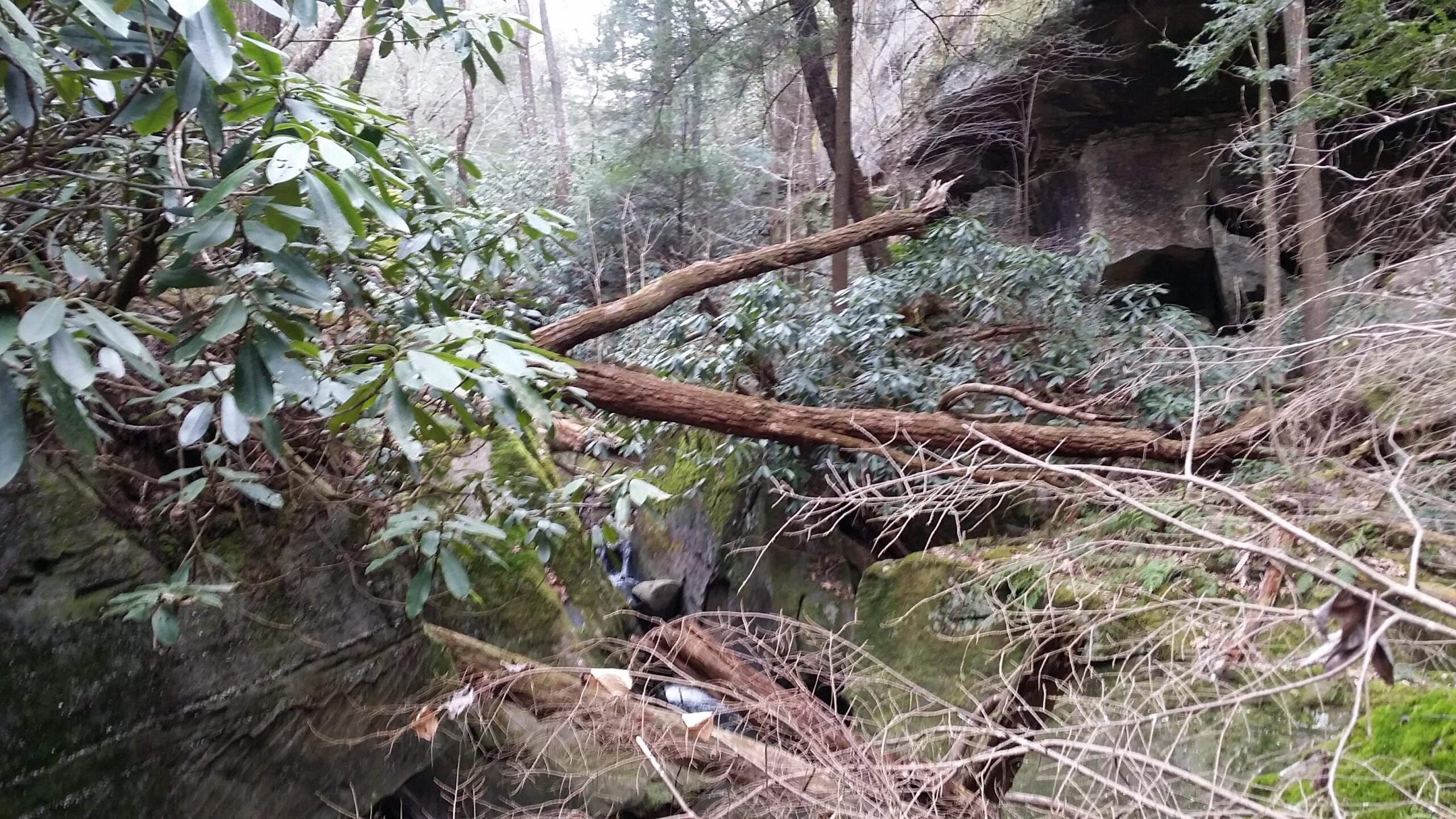 A dense forest scene featuring thick greenery, including leaves and branches, with large rocks partially covered in moss. Several fallen trees lie among the underbrush, and a small waterfall can be seen in the background, contributing to a tranquil, natural atmosphere. Laural Lake To Cumberland Falls (sheltowee Trace) mountain bike trail.