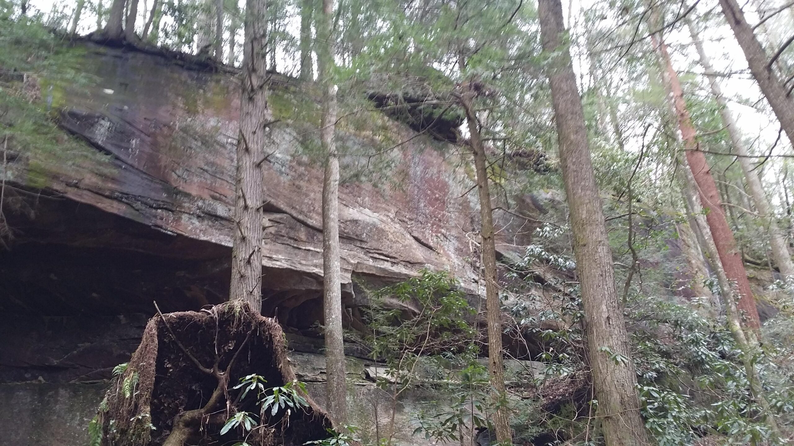 Alt tag: A view of a dense forest with tall trees surrounding a rocky cliff face, showing layers of rock and greenery. Some trees appear to have fallen, exposing roots and soil. Laural Lake To Cumberland Falls (sheltowee Trace) mountain bike trail.