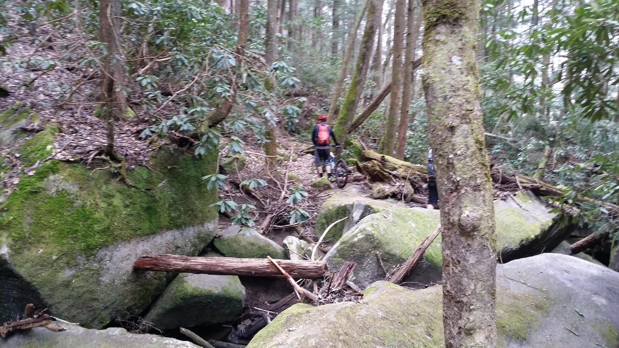 A cyclist in a black jacket and orange backpack stands on a moss-covered rock surrounded by dense greenery in a forested area. The terrain features large boulders and fallen trees, creating a rugged natural landscape. Laural Lake To Cumberland Falls (sheltowee Trace) mountain bike trail.