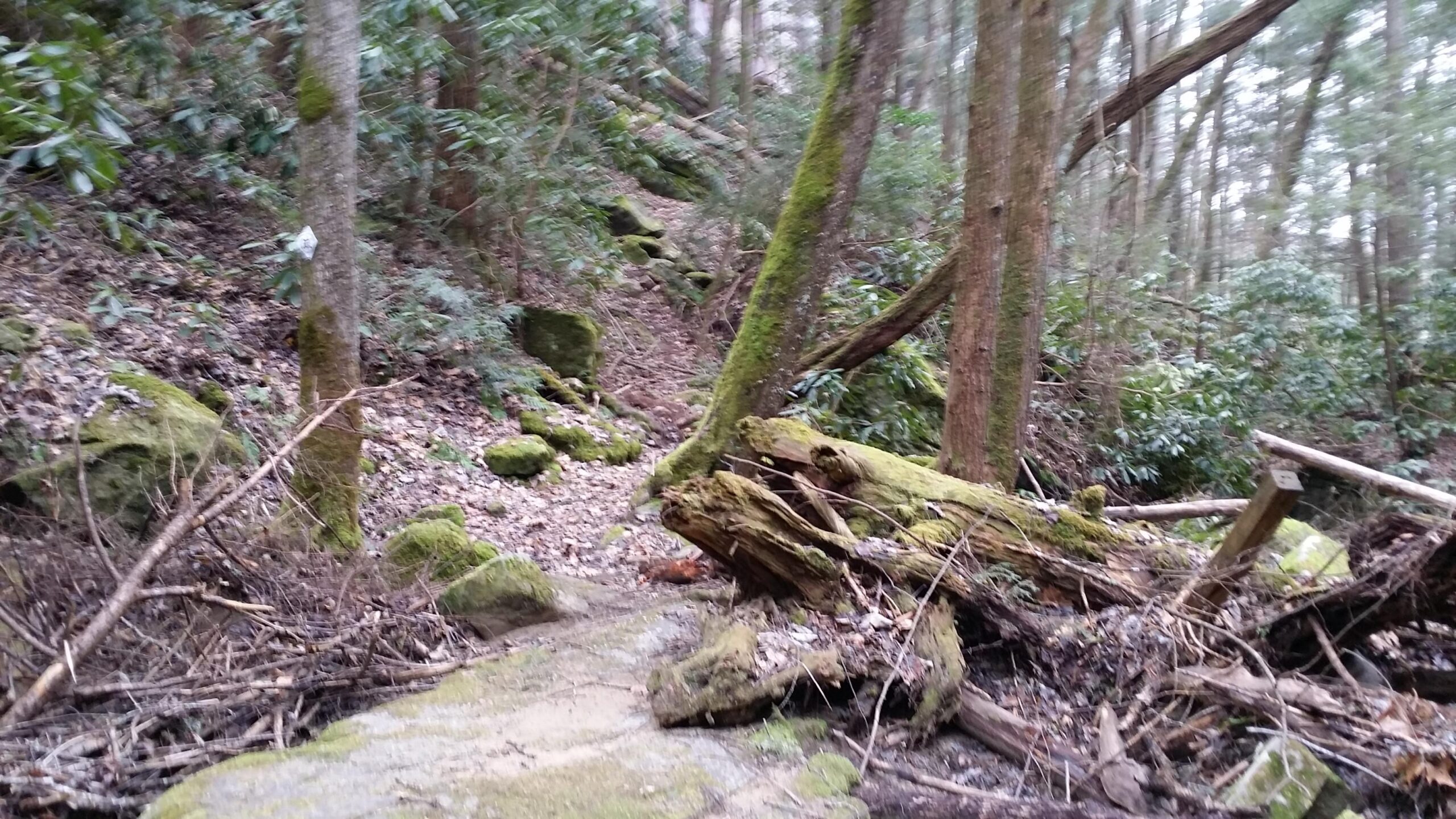 A wooded trail in a forest, featuring moss-covered rocks and fallen branches. Tall trees with green foliage create a serene atmosphere, with some areas of exposed ground and scattered leaves. Laural Lake To Cumberland Falls (sheltowee Trace) mountain bike trail.