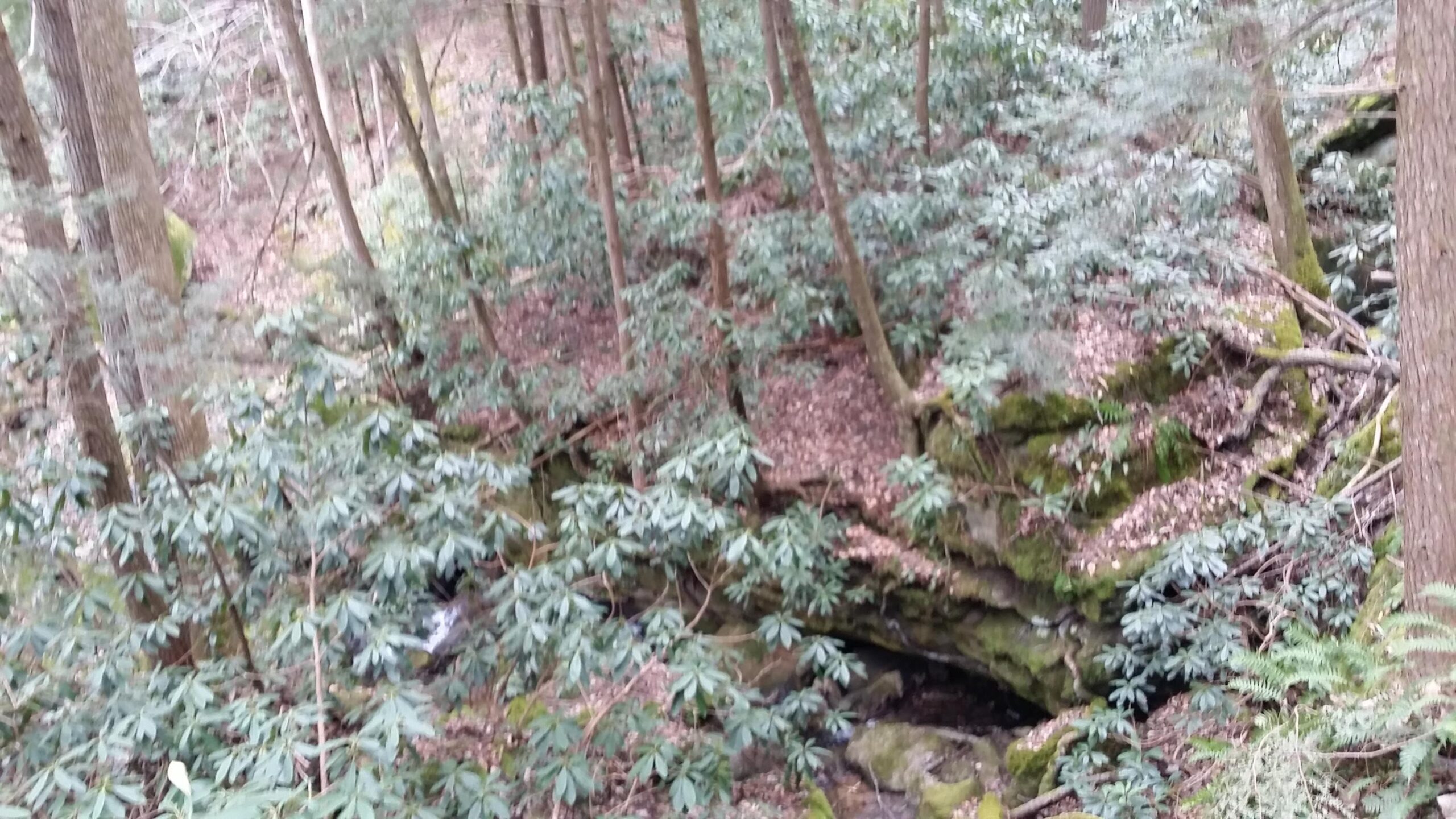 A lush forest scene featuring dense greenery, including tall trees and leafy underbrush, with a rocky area partially obscured by foliage. A small, serene creek can be seen flowing through the woodland landscape. Laural Lake To Cumberland Falls (sheltowee Trace) mountain bike trail.