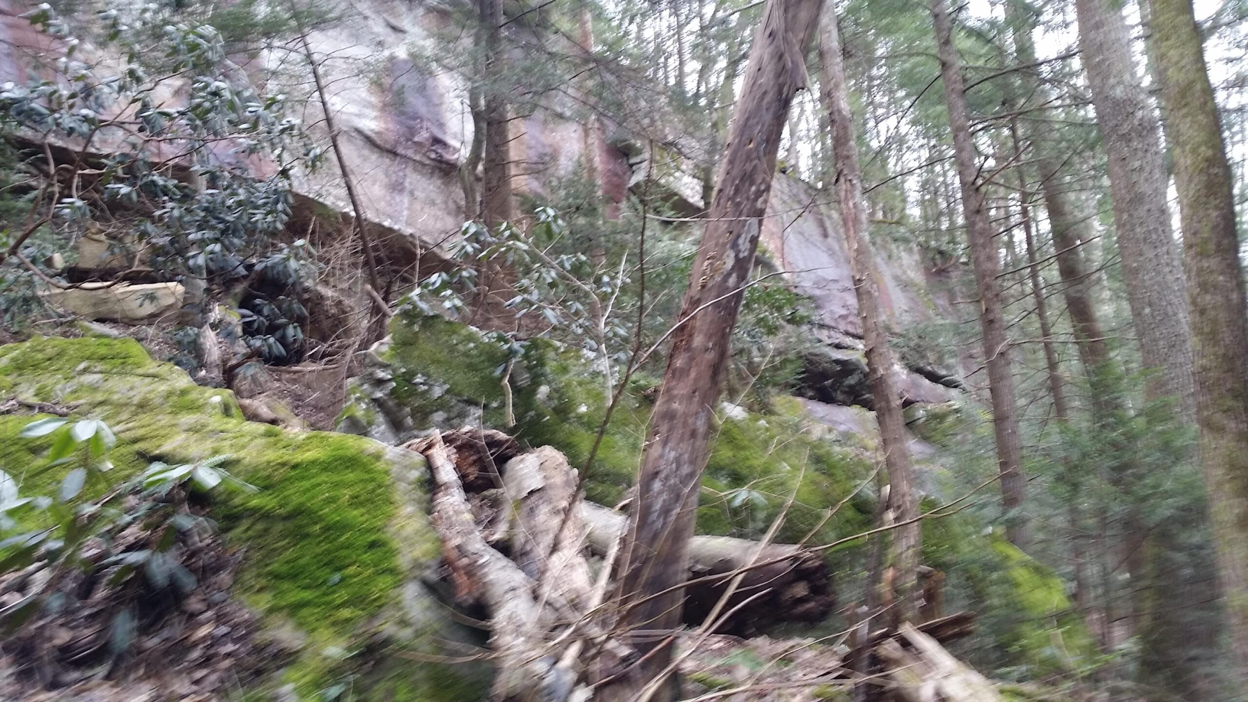 A blurred view of a forested area featuring moss-covered rocks, fallen logs, and dense greenery. Tall trees surround the landscape, creating a natural and tranquil atmosphere. Laural Lake To Cumberland Falls (sheltowee Trace) mountain bike trail.