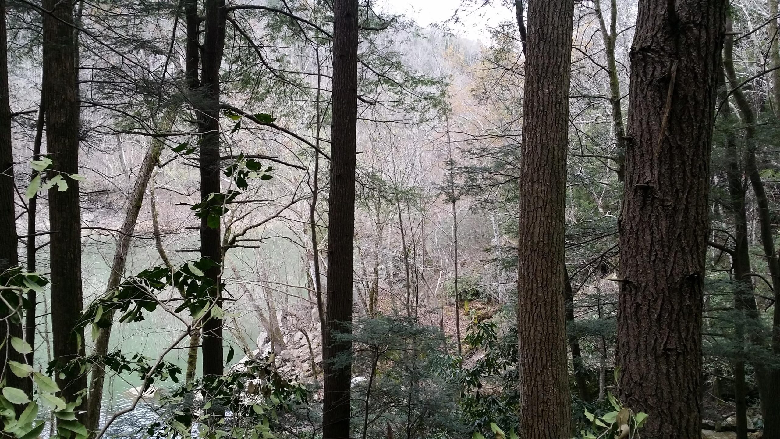 A serene forest scene featuring tall trees with textured bark, surrounded by green and brown foliage. In the background, a glimpse of a calm river can be seen, reflecting the subdued colors of the landscape. The setting suggests a peaceful natural environment, with leafless branches indicating a possible late autumn or early winter season. Laural Lake To Cumberland Falls (sheltowee Trace) mountain bike trail.