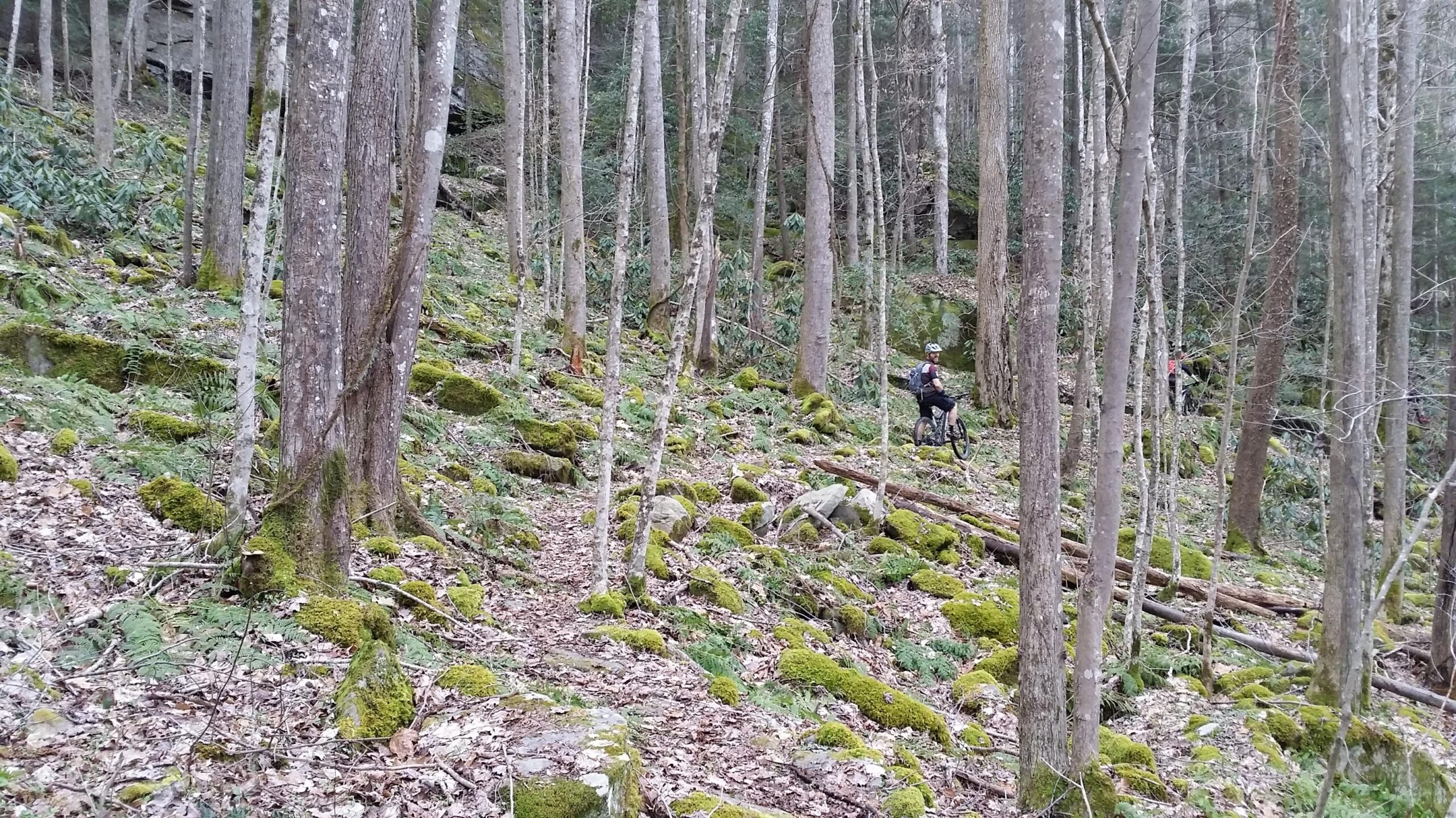 A mountain biker riding through a lush forest with tall trees and a carpet of green moss covering the ground, surrounded by rocks and fallen logs. The scene conveys a serene outdoor environment, ideal for hiking or biking. Laural Lake To Cumberland Falls (sheltowee Trace) mountain bike trail.
