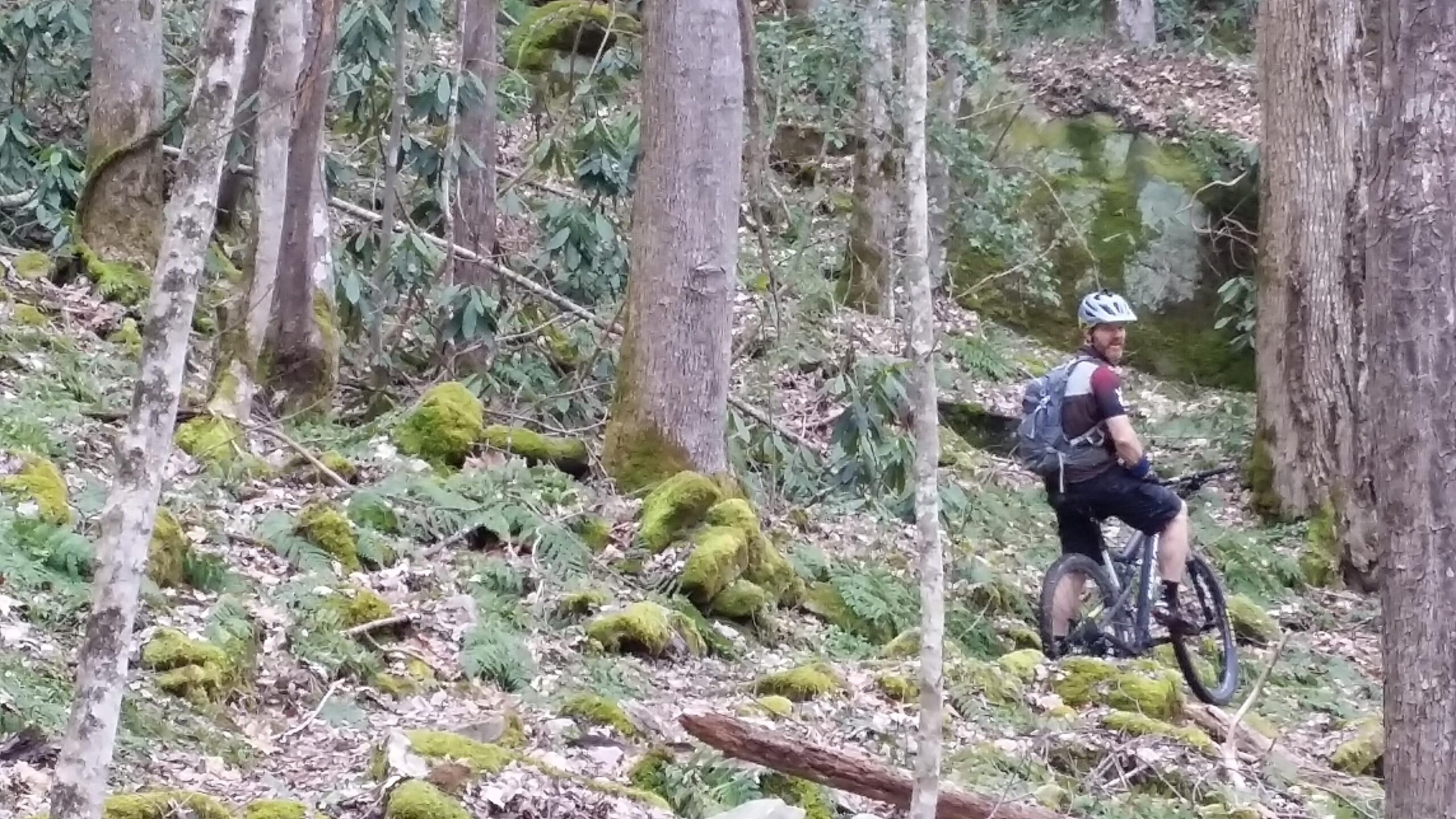 A mountain biker pauses on a forest trail, surrounded by tall trees and green moss-covered ground. The cyclist, wearing a helmet and biking gear, is facing slightly backward, looking back at the camera. The lush, natural scenery features ferns and fallen leaves, creating a serene outdoor atmosphere. Laural Lake To Cumberland Falls (sheltowee Trace) mountain bike trail.