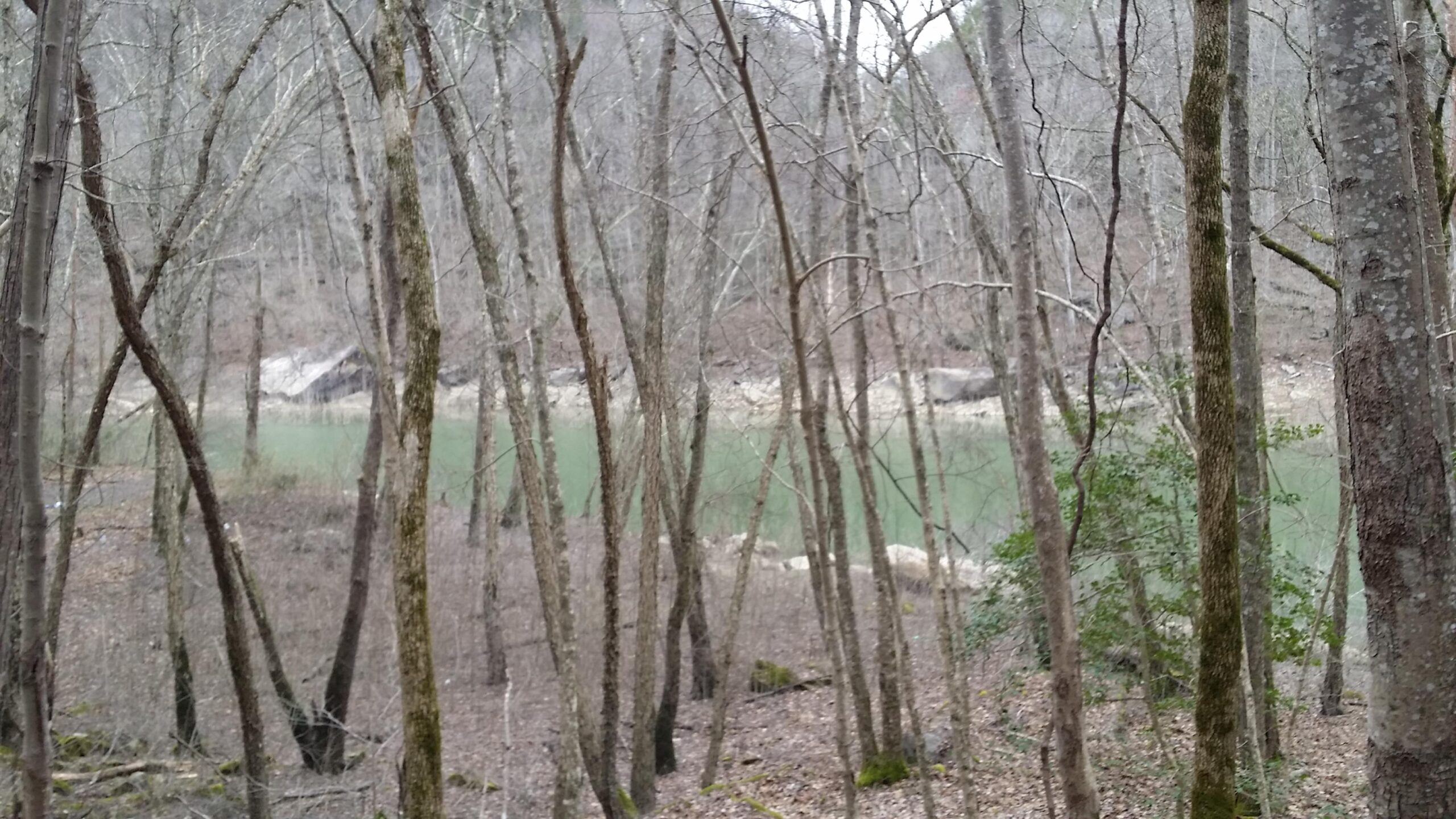 Alt text: A view of a serene river nestled among bare trees in a forest during winter. The water is a muted green color, and the landscape shows a mix of brown leaves and barren branches, suggesting a tranquil, cold environment. Laural Lake To Cumberland Falls (sheltowee Trace) mountain bike trail.