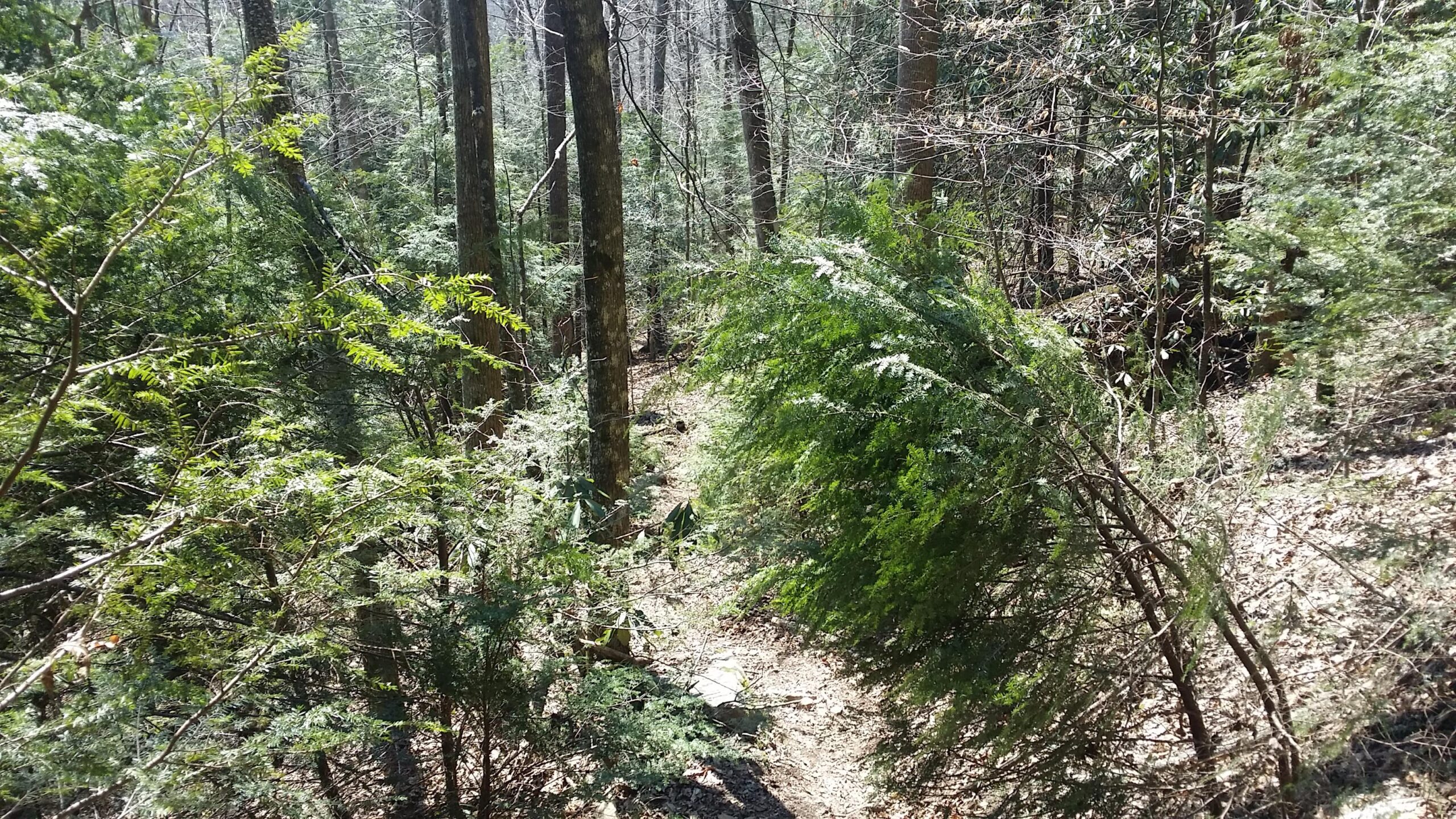 A wooded path winding through a forest, featuring tall trees and dense greenery. Sunlight filters through the branches, illuminating the underbrush and the ground covered with leaves and small rocks. Cane Creek (sheltowee Trace Trail) mountain bike trail.