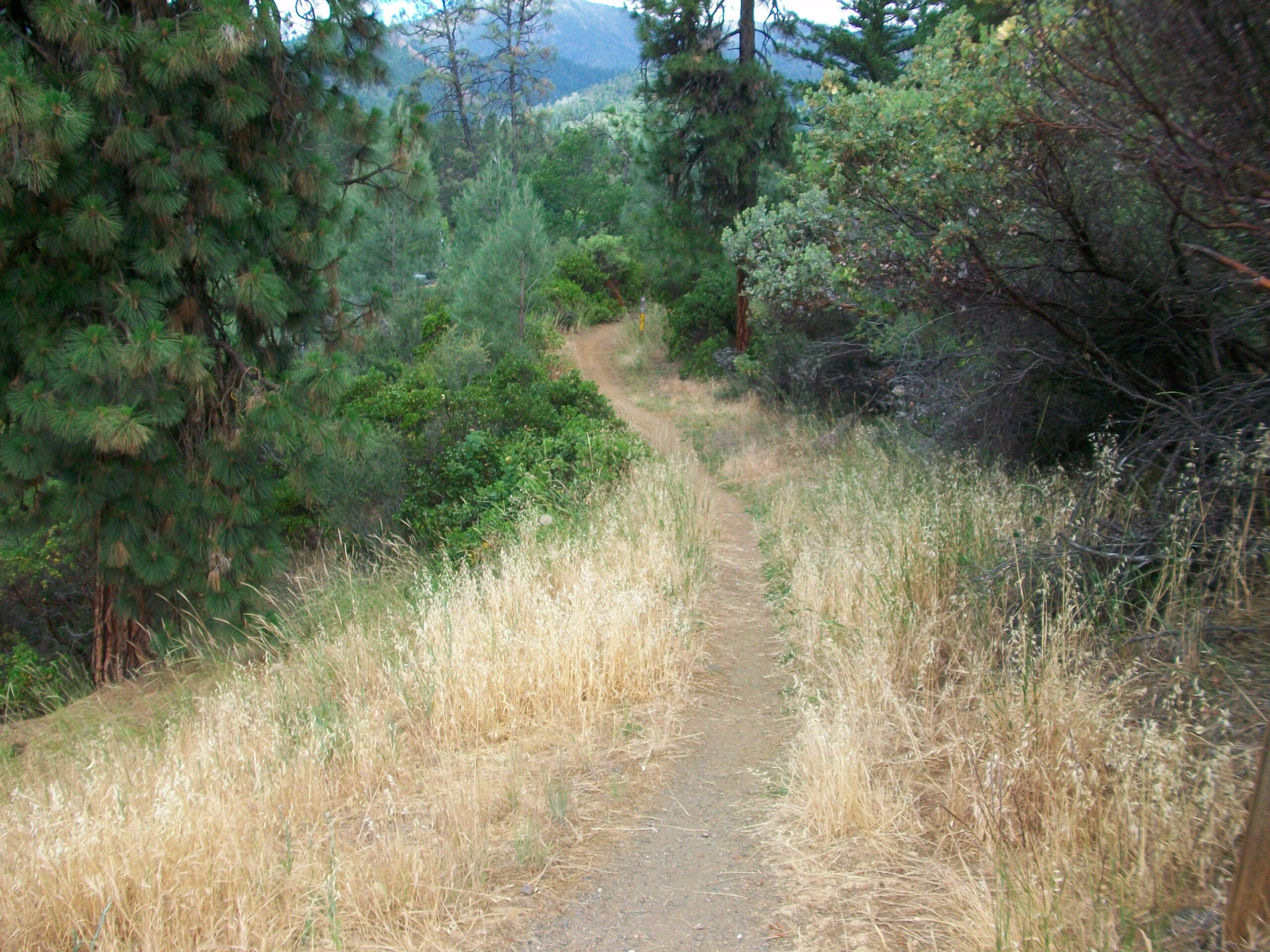 A dirt hiking trail winds through a landscape of tall grasses and scattered greenery, bordered by trees on either side. The path leads into the distance, inviting exploration in a serene, natural setting. Weaver Basin Trail System mountain bike trail.