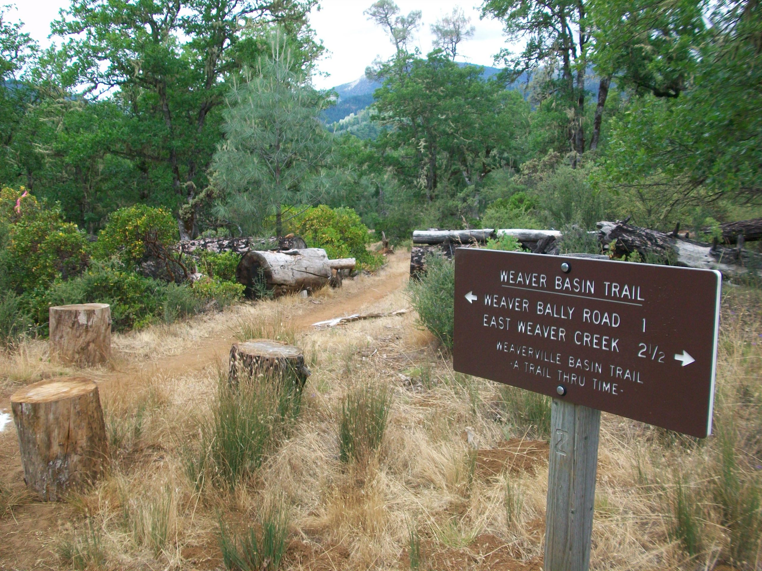 Sign marking the Weaver Basin Trail, with directions to Weaver Bally Road and East Weaver Creek, surrounded by trees and natural vegetation. The trail features a dirt path and several cut tree stumps along the edge. Weaver Basin Trail System mountain bike trail.
